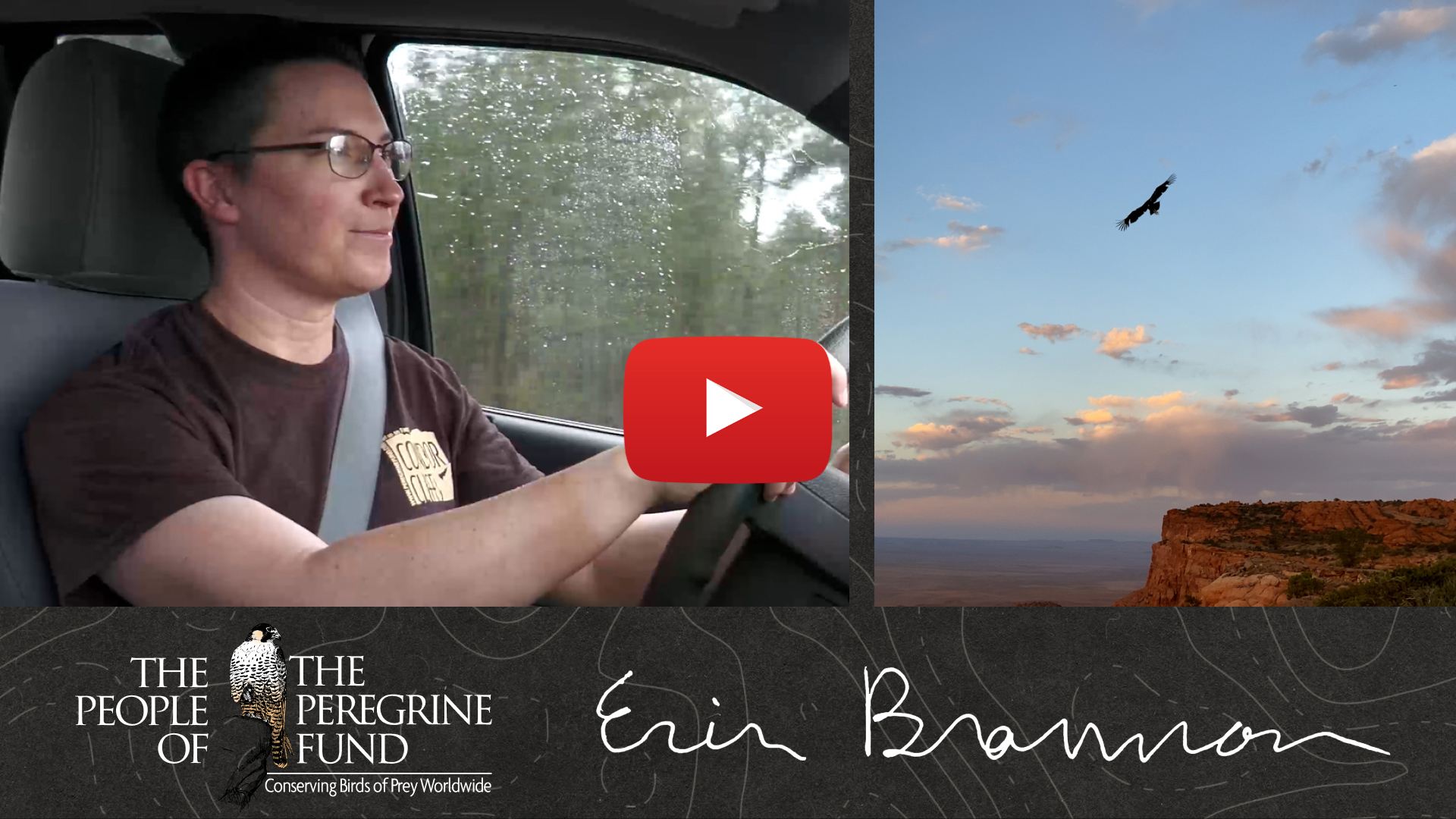 Two photos. Left shows biologist Erin Brannon behind the wheel of a car. Right shows a California Condor flying high over sunset-lit cliffs. Overlaid is a video play button, The Peregrine Fund's logo, and Erin's signature.