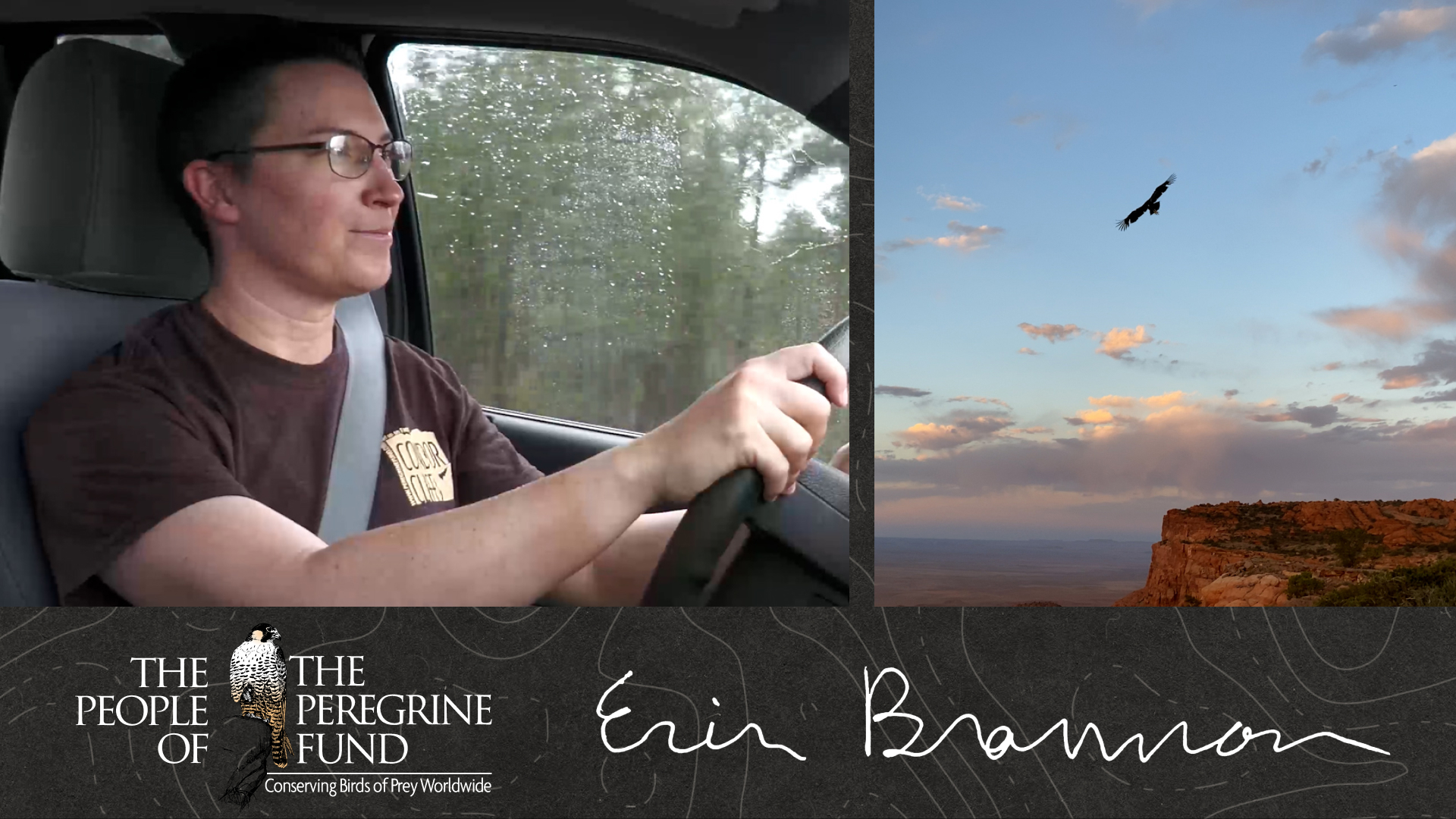 Two photos. Left shows biologist Erin Brannon behind the wheel of a car. Right shows a California Condor flying high over sunset-lit cliffs. Overlaid is The Peregrine Fund's logo and Erin's signature.