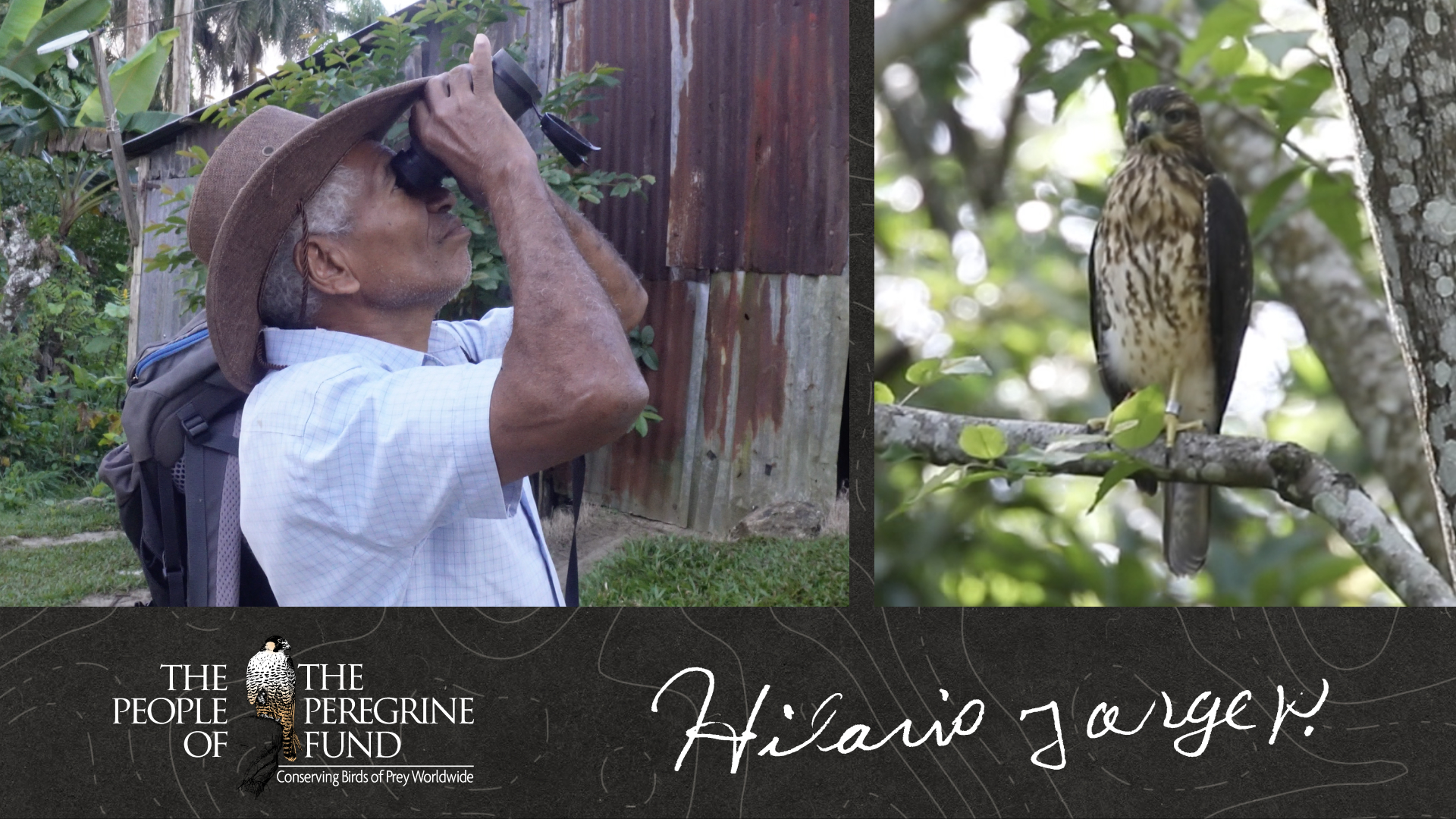 Two photos. Left shows biologist Nojine looking at something with binoculars. Right shows a Ridgway's Hawk perched in a tree. Overlaid is The Peregrine Fund's logo and Nojine's signature.