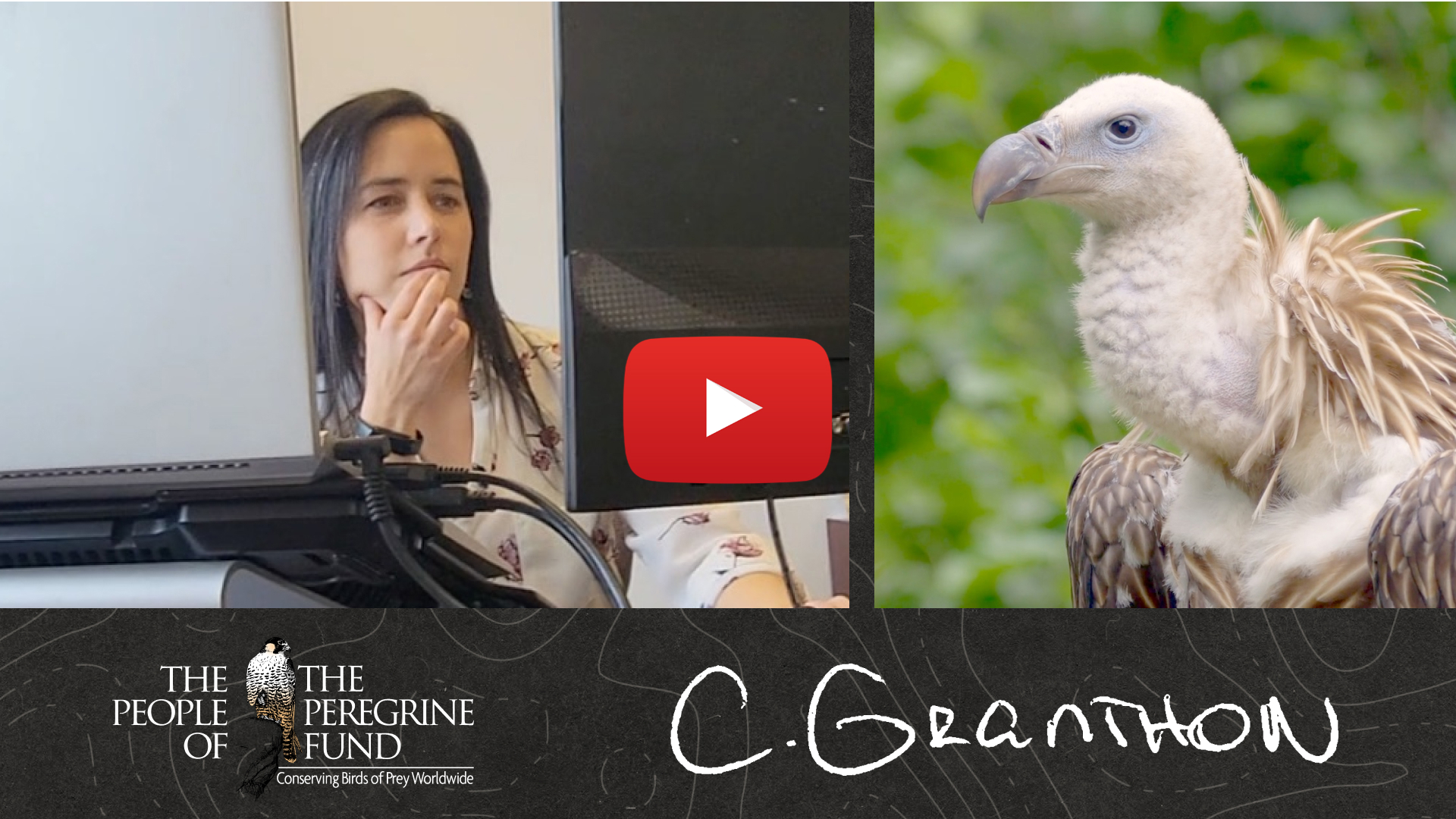 Two photos. Left shows Carolina Granthon working at her computer. Right shows a closeup of the head of a vulture. Overlaid is a video play button, The Peregrine Fund's logo, and Carolina's signature.