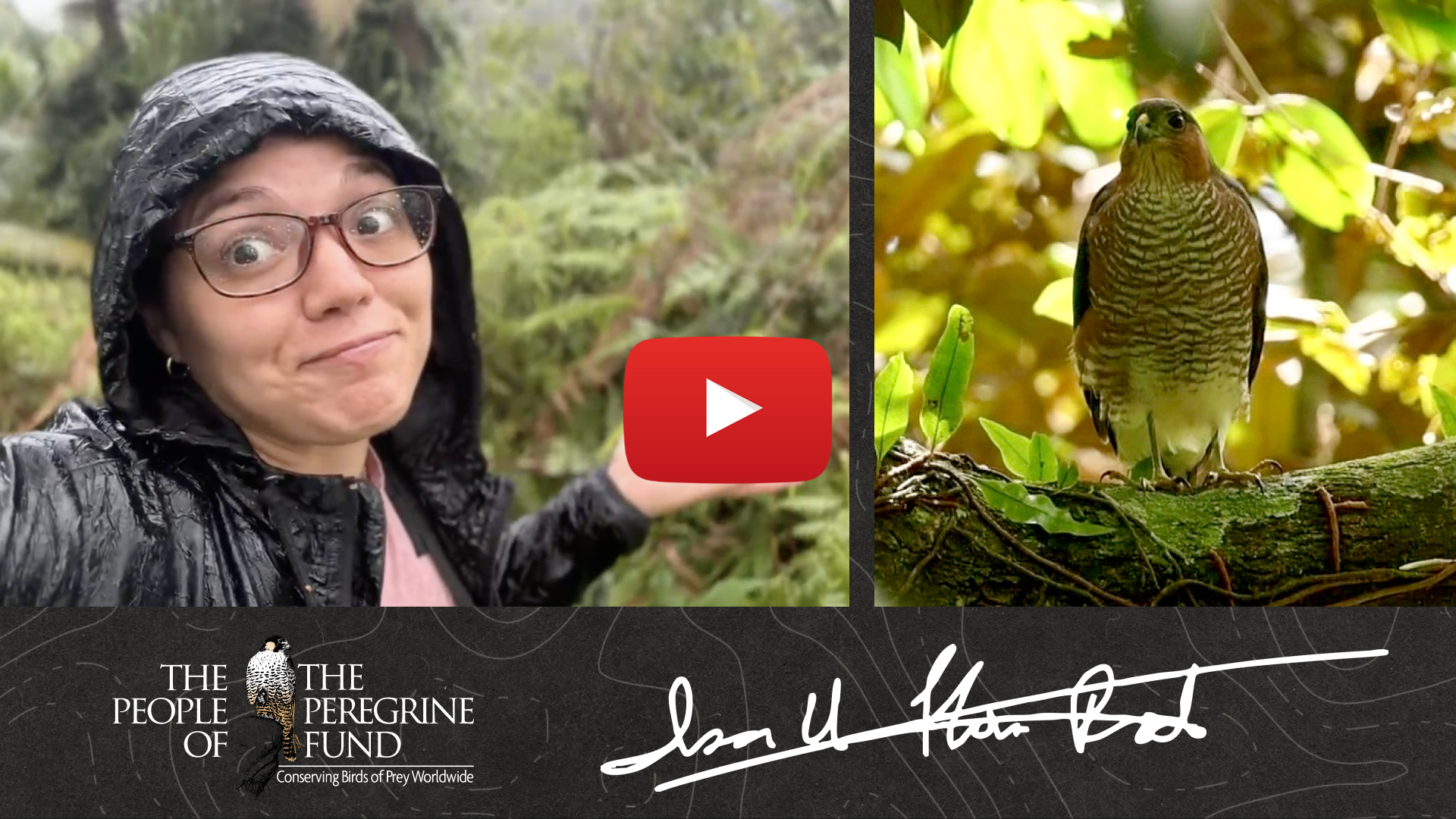 Two photos. Left shows biologist Isamar Flores–Rodríguez in rain gear shrugging. Right shows a Puerto Rican Sharp-shinned Hawk perched on a branch. Overlaid is The Peregrine Fund's logo, a video play button, and Isamar's signature.