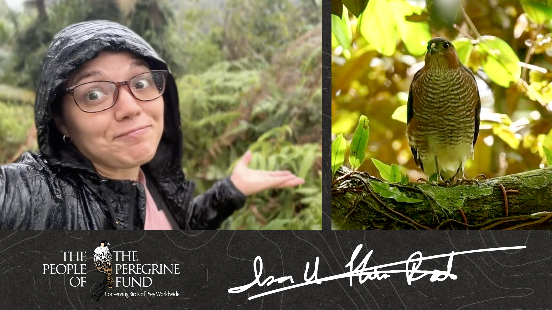 Two photos. Left shows biologist Isamar Flores–Rodríguez in rain gear shrugging. Right shows a Puerto Rican Sharp-shinned Hawk perched on a branch. Overlaid is The Peregrine Fund's logo and Isamar's signature.