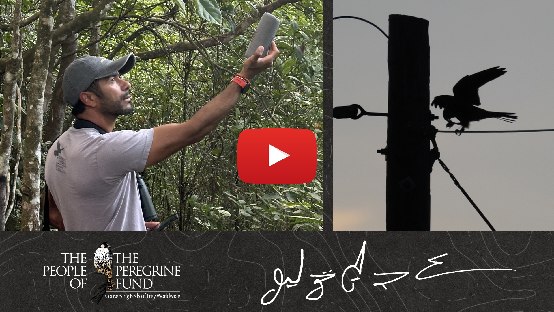 Two images. Left shows biologist Julio Gallardo holding up a speaker in a tropical rainforest. Right shows a silhouetted Aplomado Falcon perched on a wire. Overlaid is a video play button, The Peregrine Fund's logo, and Julio's signature.