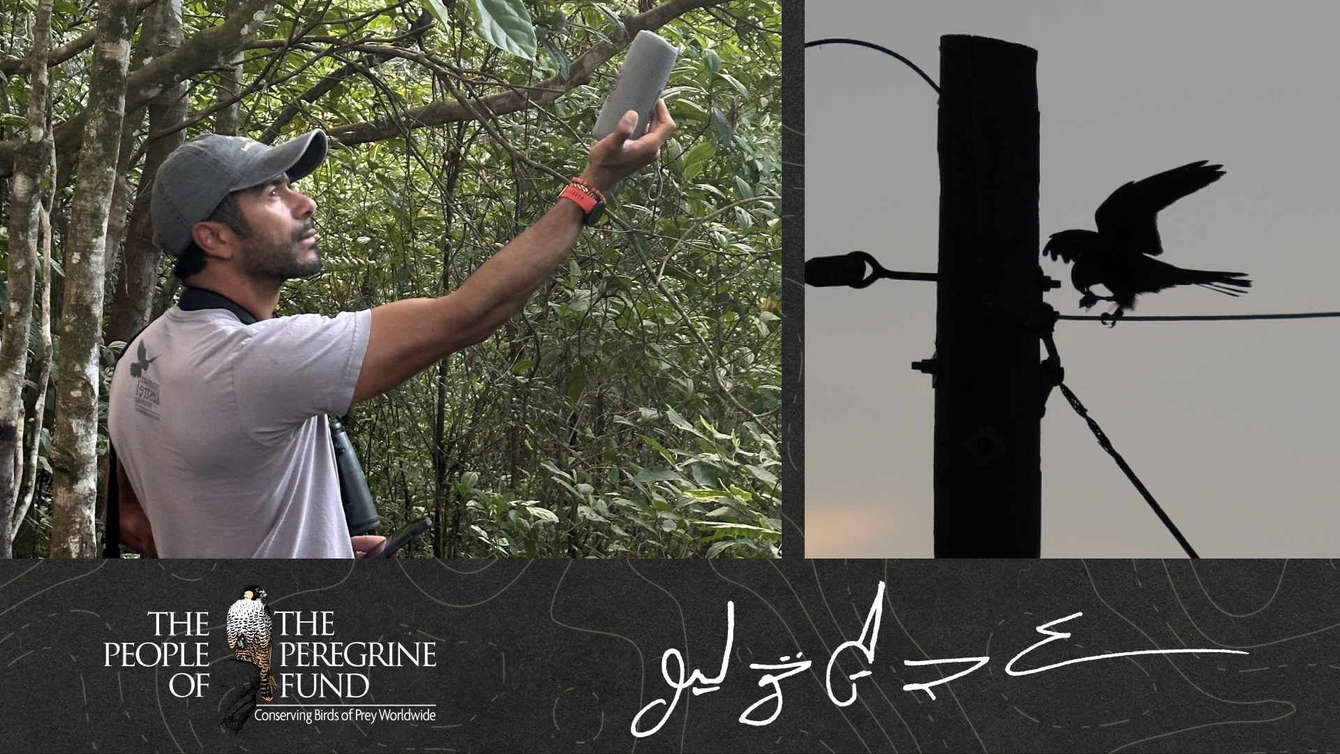 Two images. Left shows biologist Julio Gallardo holding up a speaker in a tropical rainforest. Right shows a silhouetted Aplomado Falcon perched on a wire. Overlaid is The Peregrine Fund's logo and Julio's signature.