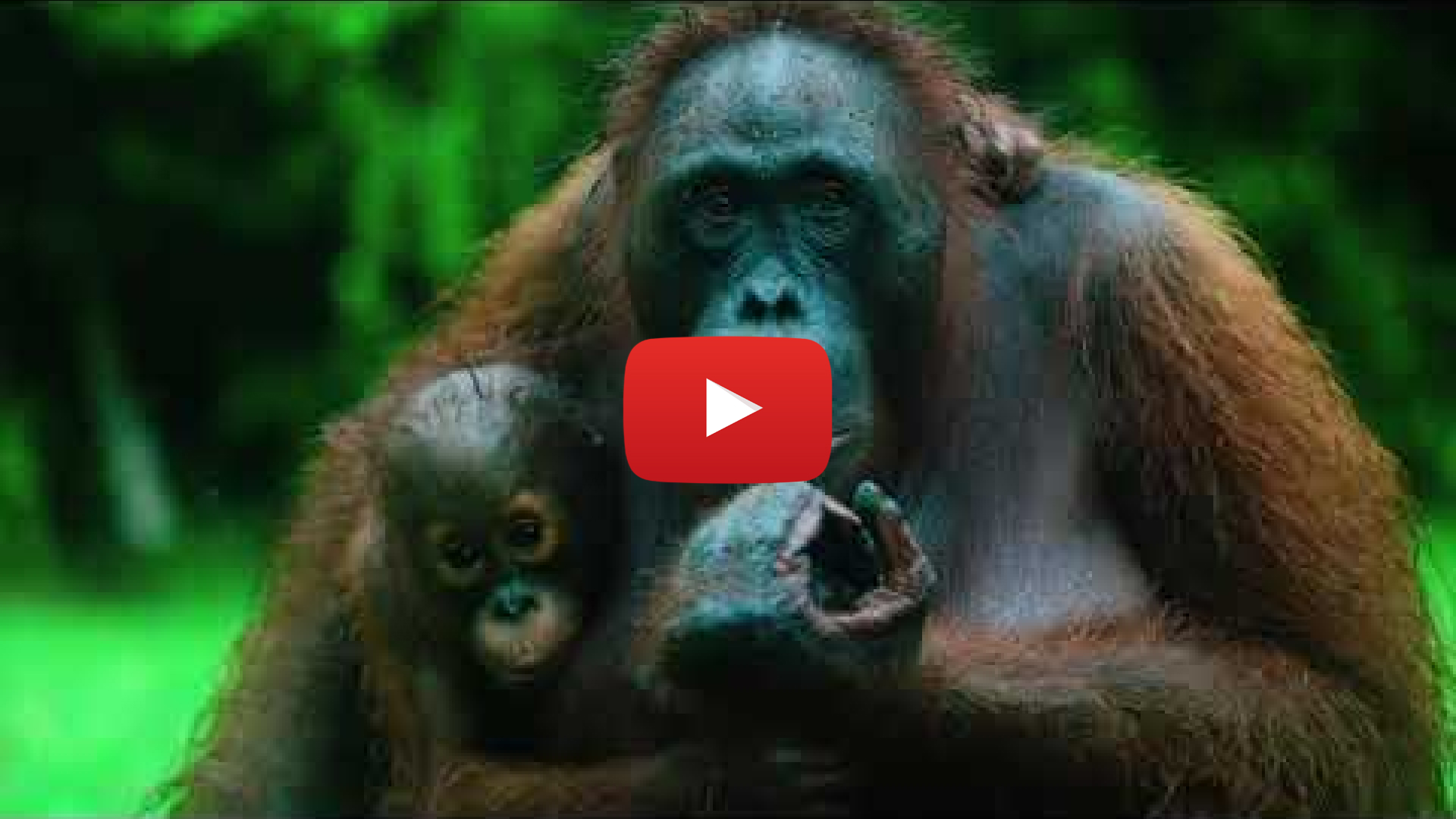An orangutan holding its offspring. Overlaid is a video play button.