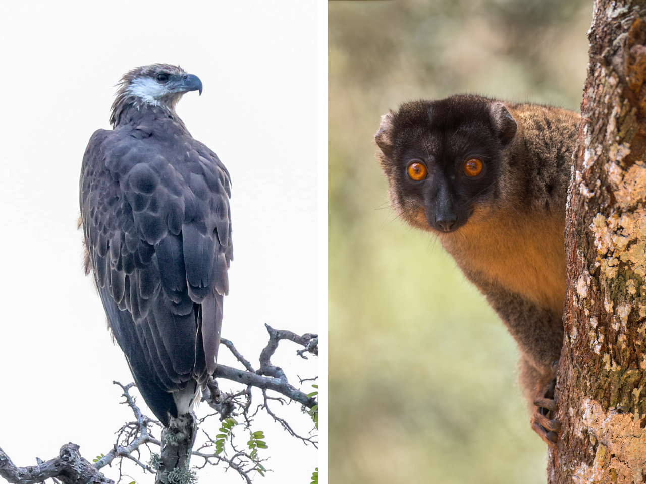 Two photos. Left is a Madagascar Fish-eagle perched on a treetop. Right is a Common Brown Lemur peering around a tree trunk.