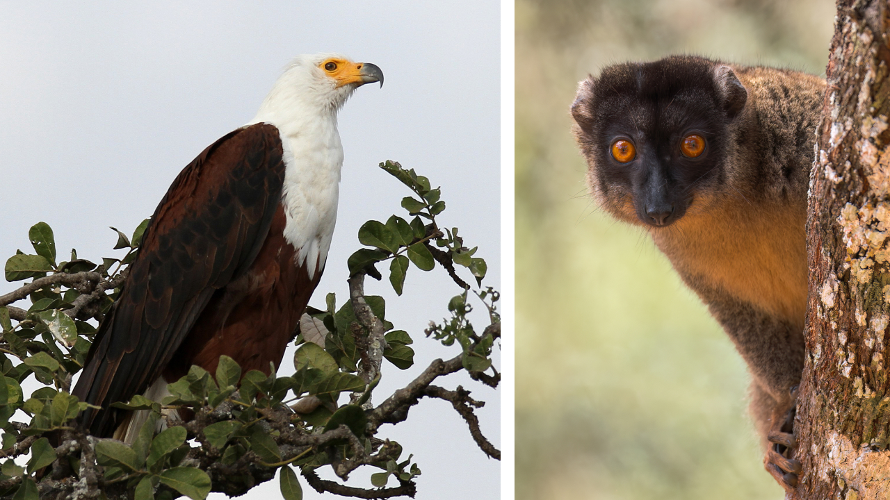 Two photos. Left shows an African Fish-eagle; right shows a Common Brown Lemur.