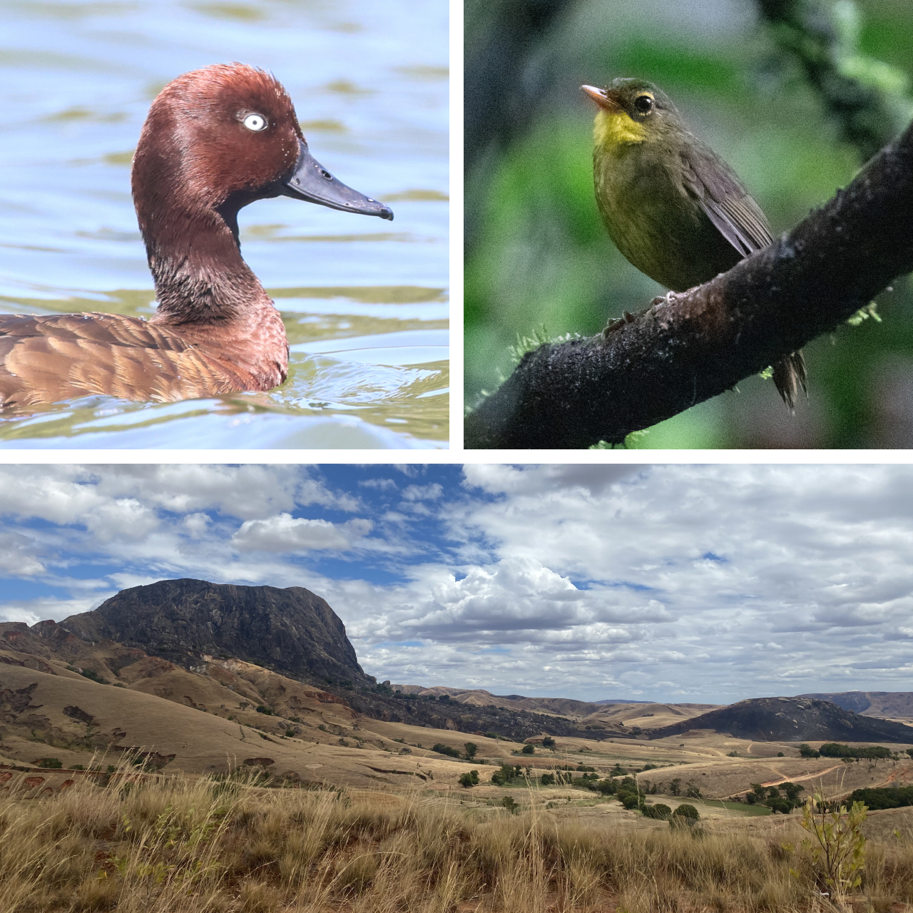 Three photos. Top left shows a Madagascar Pochard. Top right shows a Dusky Tetraka. Bottom shows a scenic Madagascar landscape.