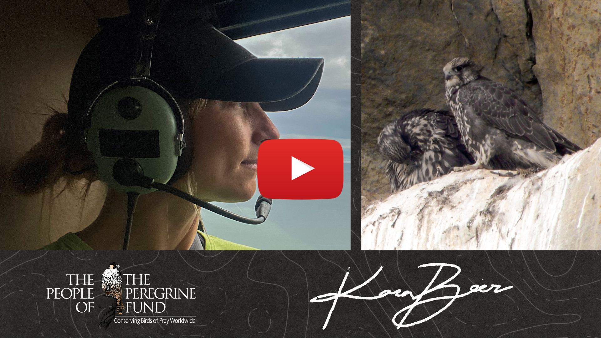 Two photos. Left is biologist Kara Beer looking out the window of a helicopter at the Alaskan tundra. Right is two young Gyrfalcons in their cliffside nest. Overlaid is a video play button, The Peregrine Fund's logo, and Kara's signature.