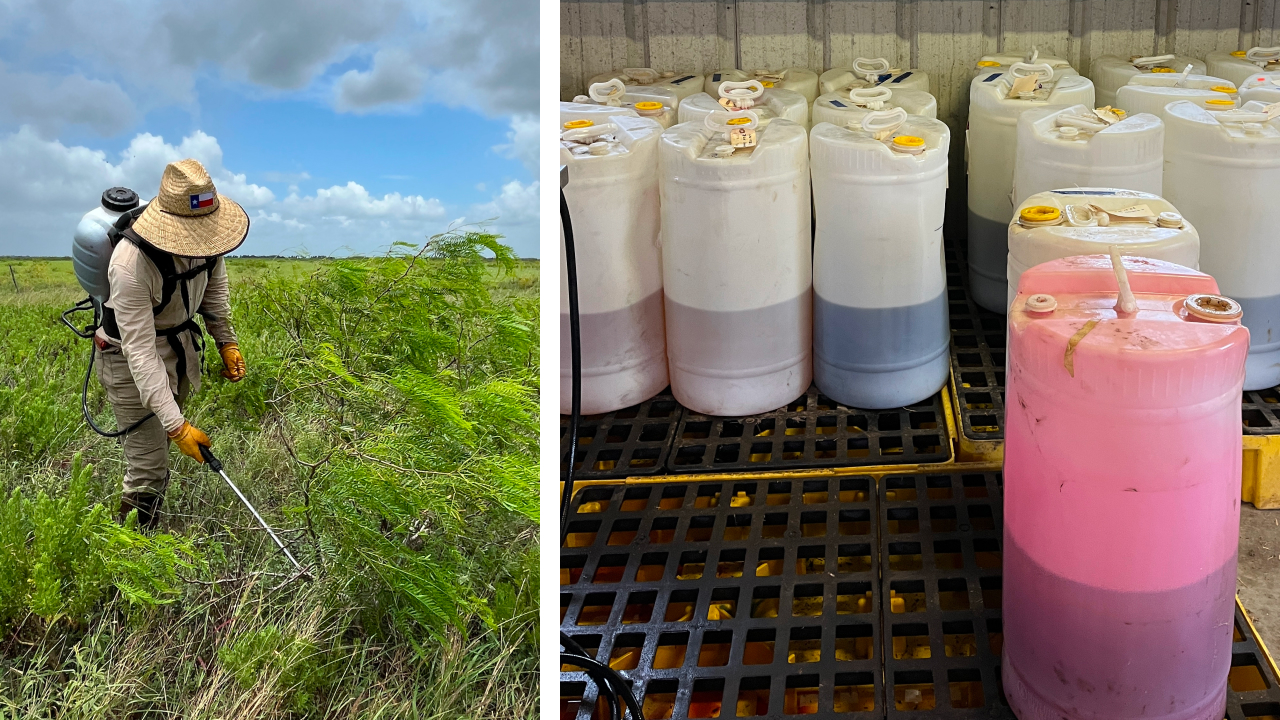 Two photos. Left shows Braden Hollis spraying an invasive woody plant with herbicide from a backpack sprayer. Right shows jugs of herbicide stacked on pallets.