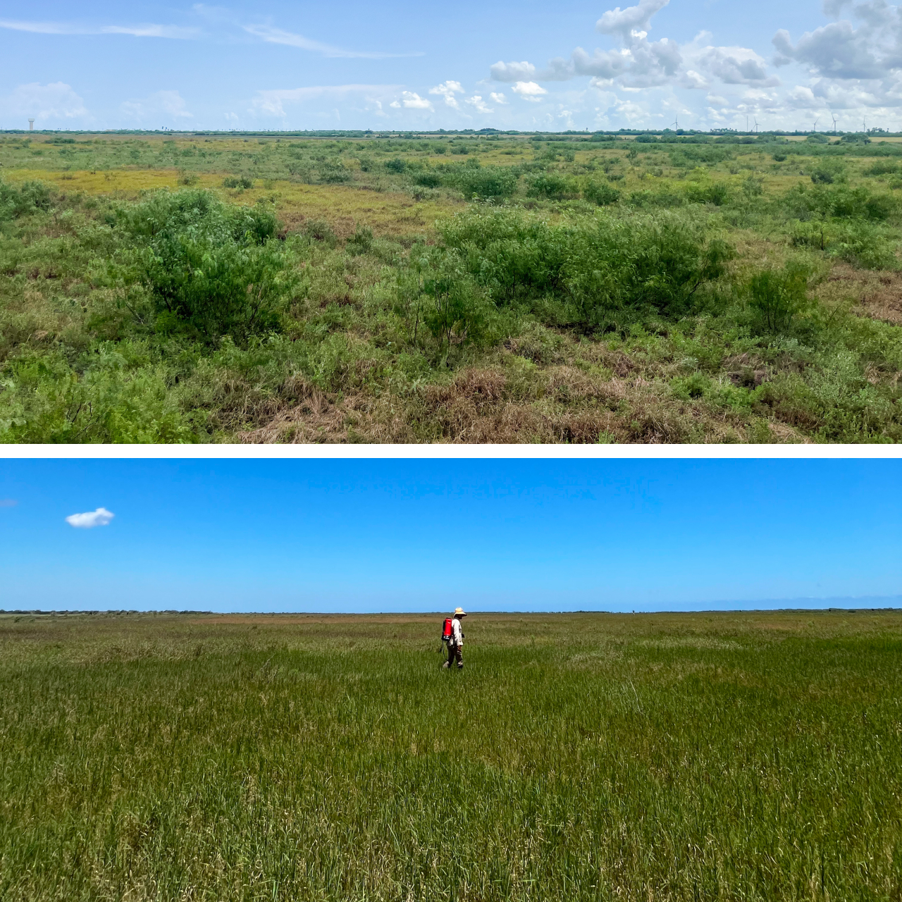 Two photos. Top shows Texas coastal prairie dotted with invasive woody shrubs prior to herbicide treatment. Bottom shows Braden Hollis walking across restored coastal prairie habitat.