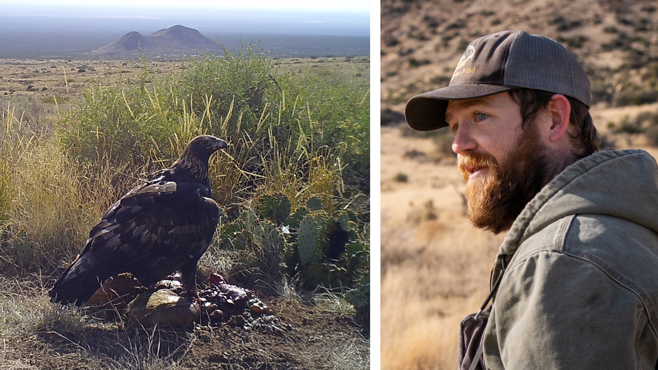 Two photos. Left is a gamecam photo of a Golden Eagle feeding on carrion. Right is biologist Tom Hudson.