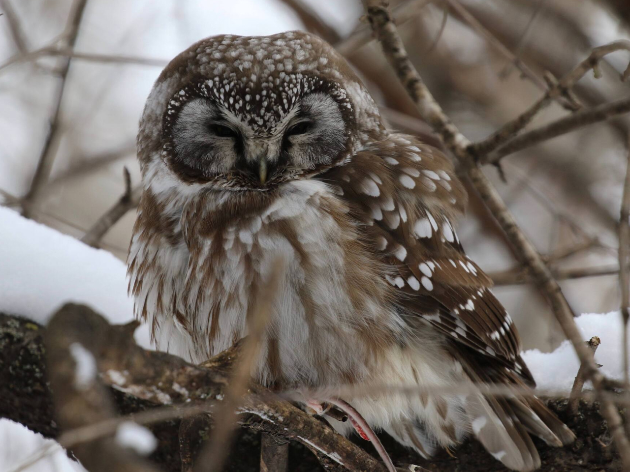 A Boreal Owl roosting on a snow-covered branch.