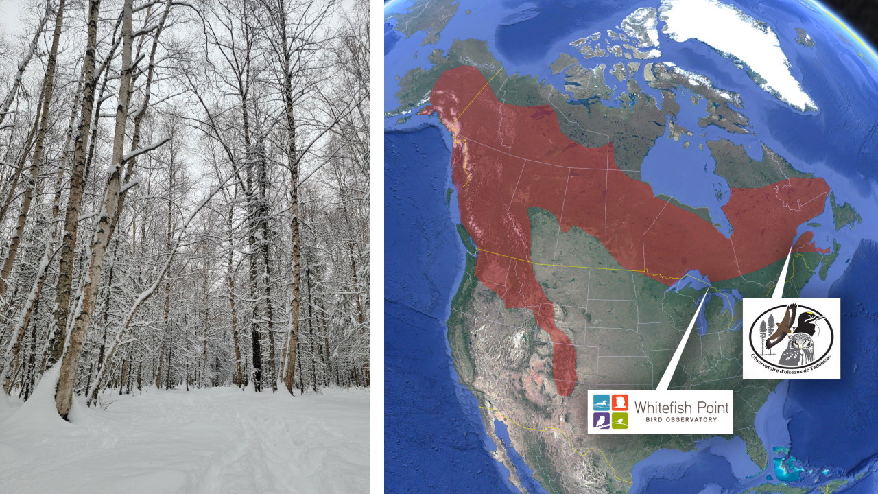 Two images. Left shows a snow-covered boreal forest landscape. Right shows a map of North America, with the locations of Whitefish Point and Tadoussac Bird Observatories and the range of the Boreal Owl marked.