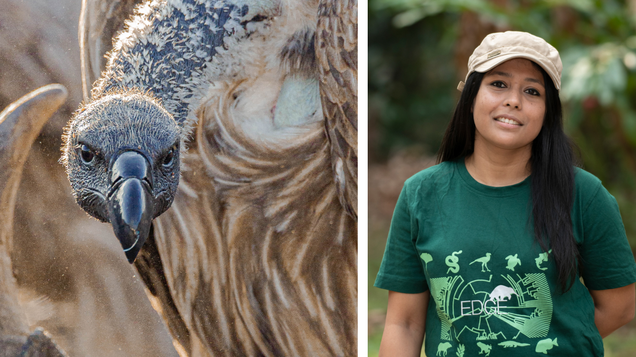 Two photos. Left is a closeup of the face of a White-rumped Vulture. Right shows Malaysri Bhattacharya posing for a photo.