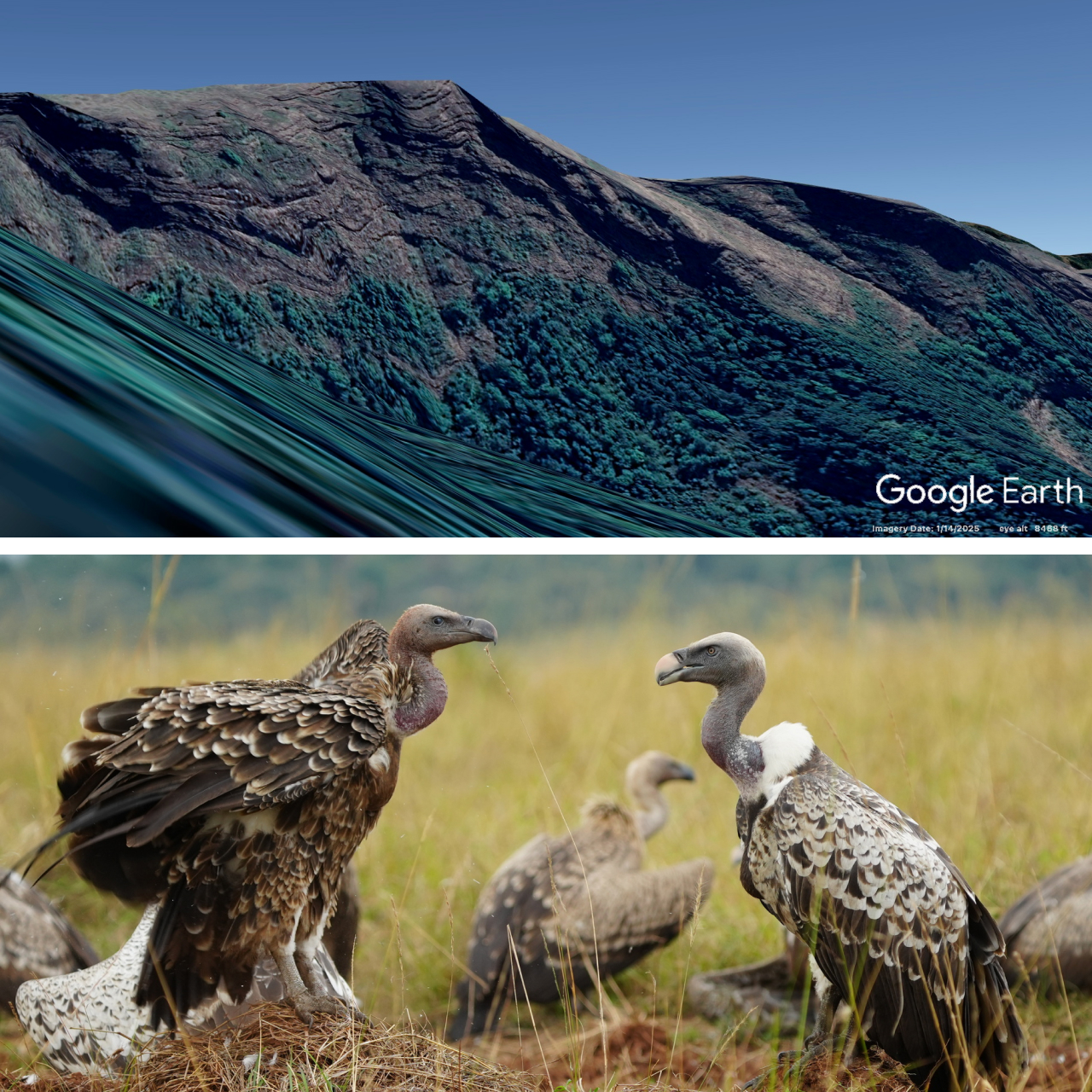 Two photos. Top is a cliff as viewed in Google Earth. Bottom is two Rüppell's Vultures standing on a grassland.
