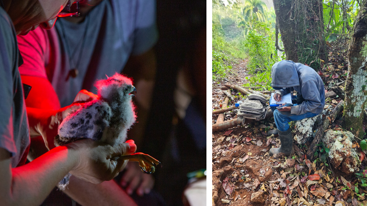 Two photos. Left is a closeup of a Ridgway's Hawk nestling being banded by our team. Right shows a kneeling member of our team recording data in the field.