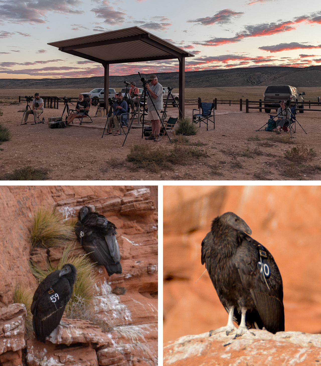 Three photos. Top shows biologists from our team at sunset at the condor viewing area watching for new birds to leave the release pen. Bottom two photos show newly released condors perched on rocky cliffs after release.