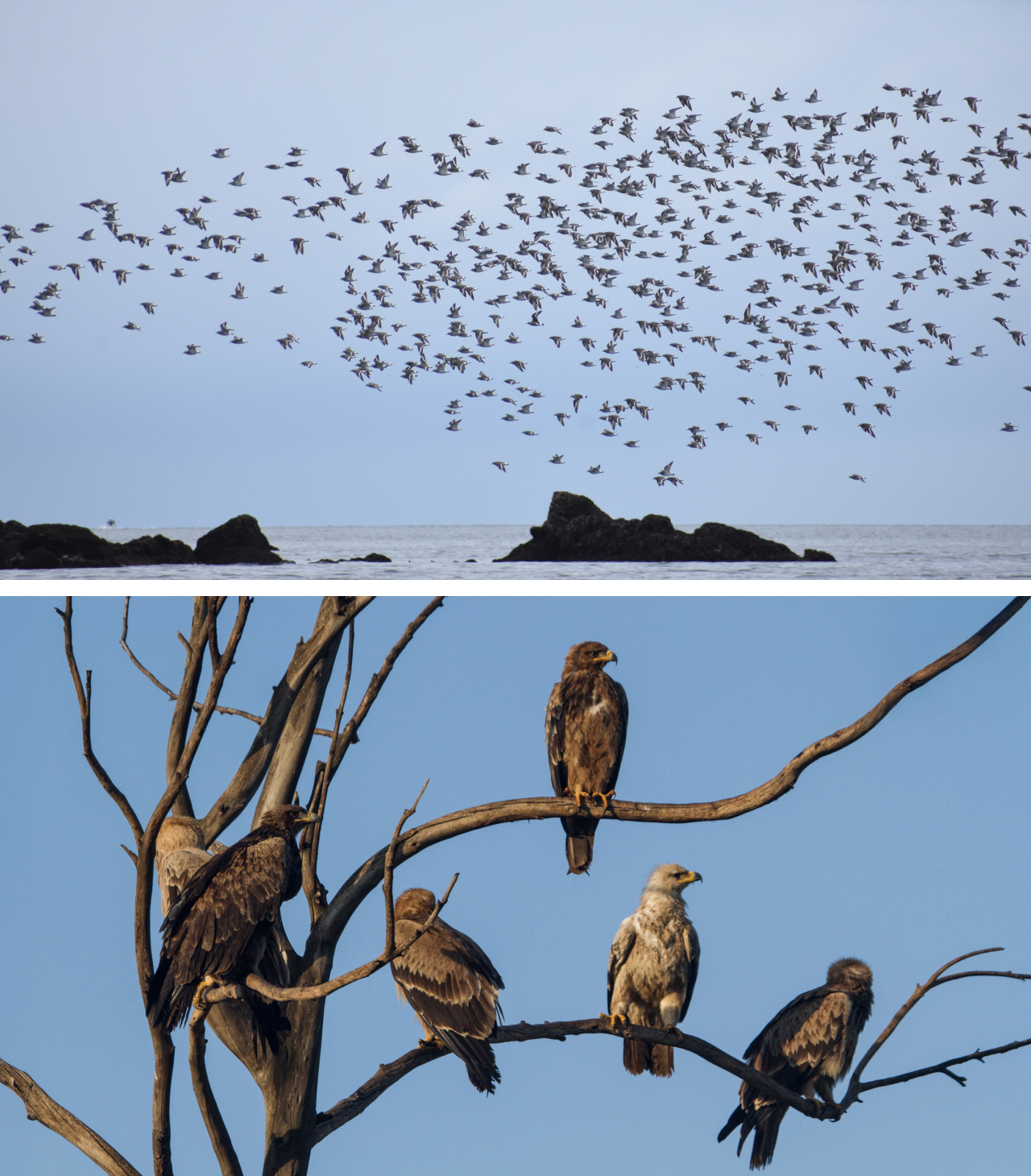 Two photos. Top shows a large flock of Surfbirds flying over a rocky coastline. Bottom shows six Tawny Eagles perched on a dead tree.