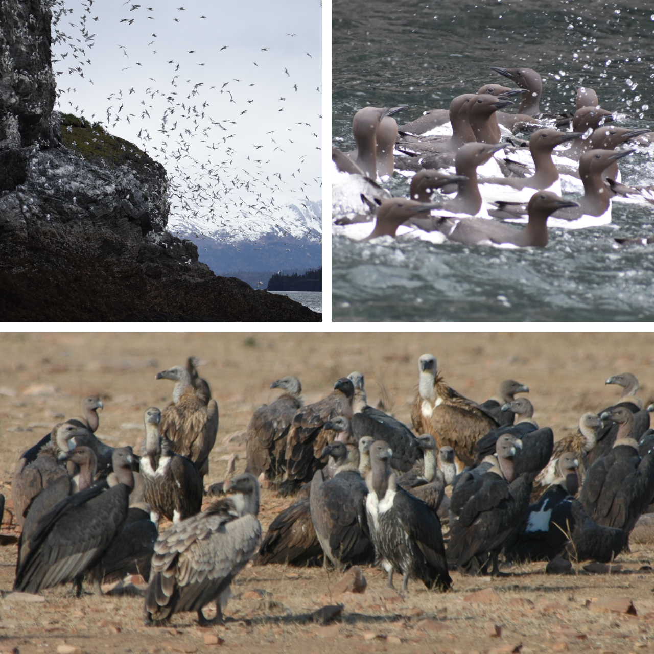 Three photos. Top left shows a rocky cliff with hundreds of Black-legged Kittiwakes perched on it and in flight around it. Right shows a flock of swimming Common Murres. Bottom shows dozens of Asian vultures standing on short grass.