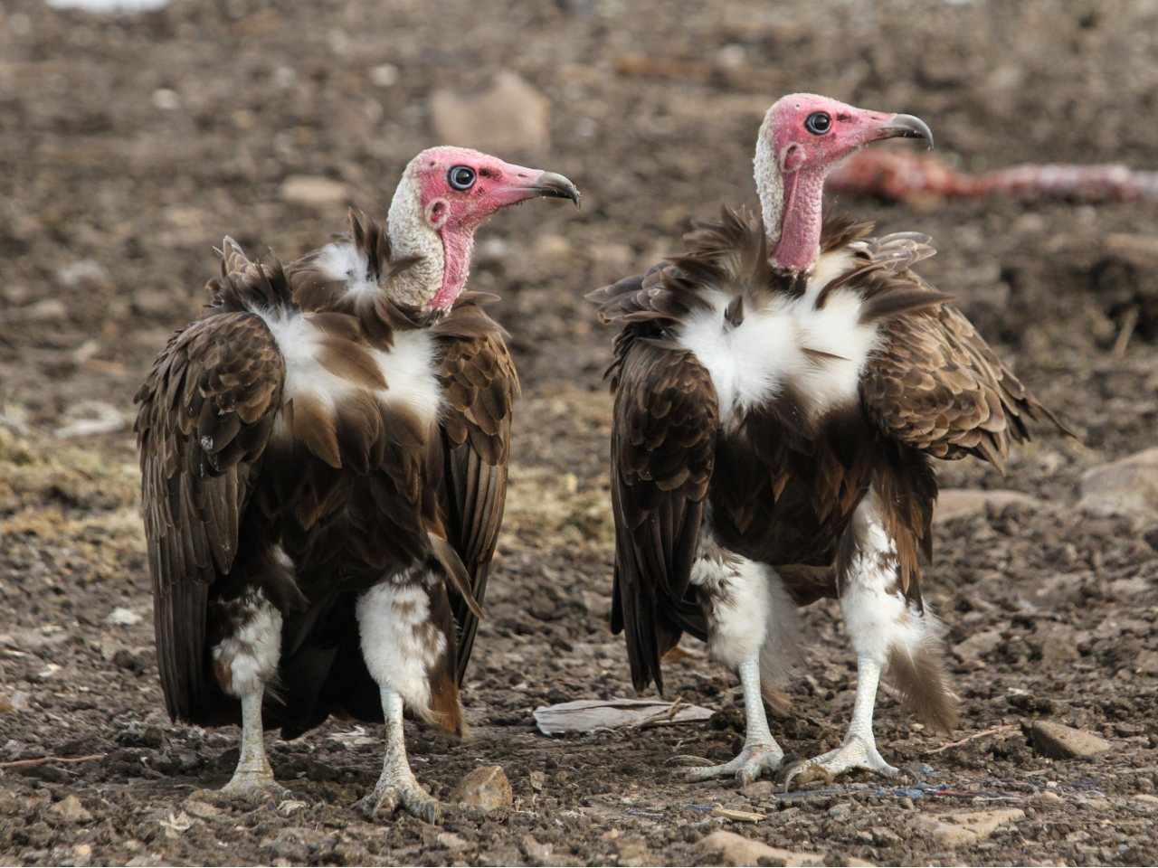 Two Hooded Vultures standing on the ground.