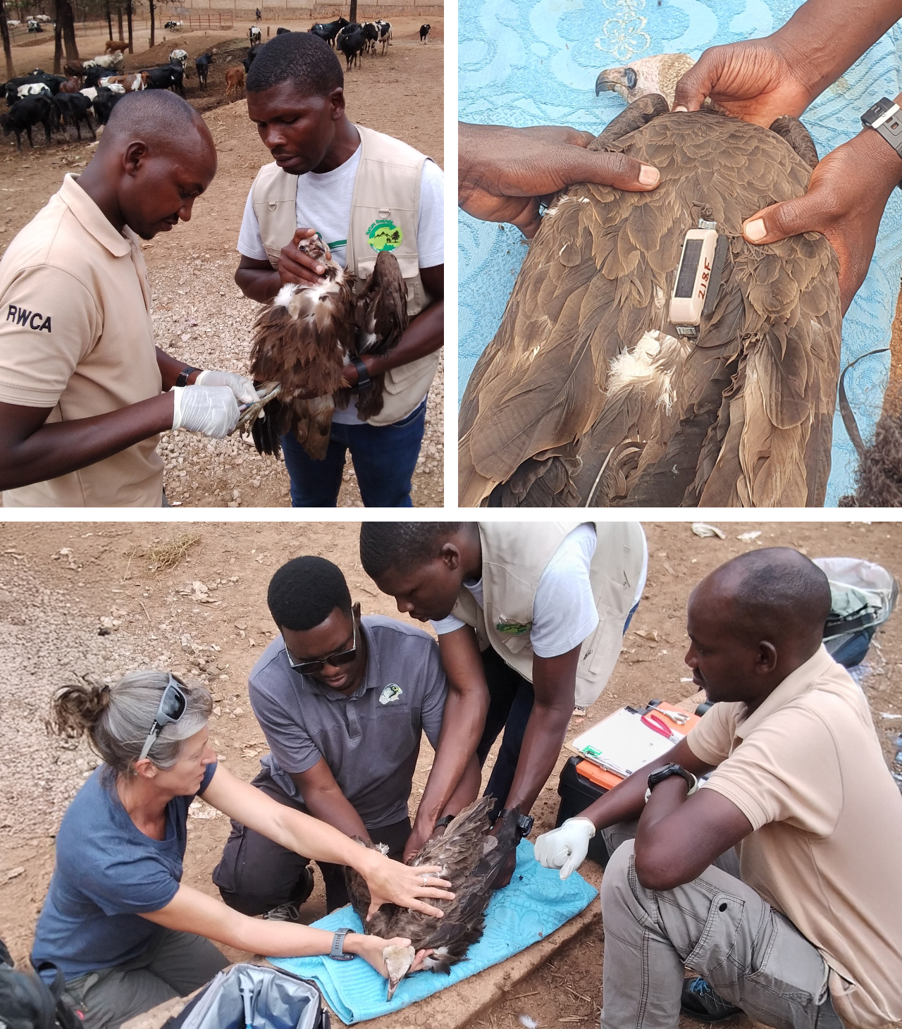 Three photos. Top left shows a veterinarian drawing blood from a captured vulture. Top right shows a closeup of a newly fitted tracking device on a vulture. Bottom shows four biologists preparing to affix a tracker to a captured vulture.