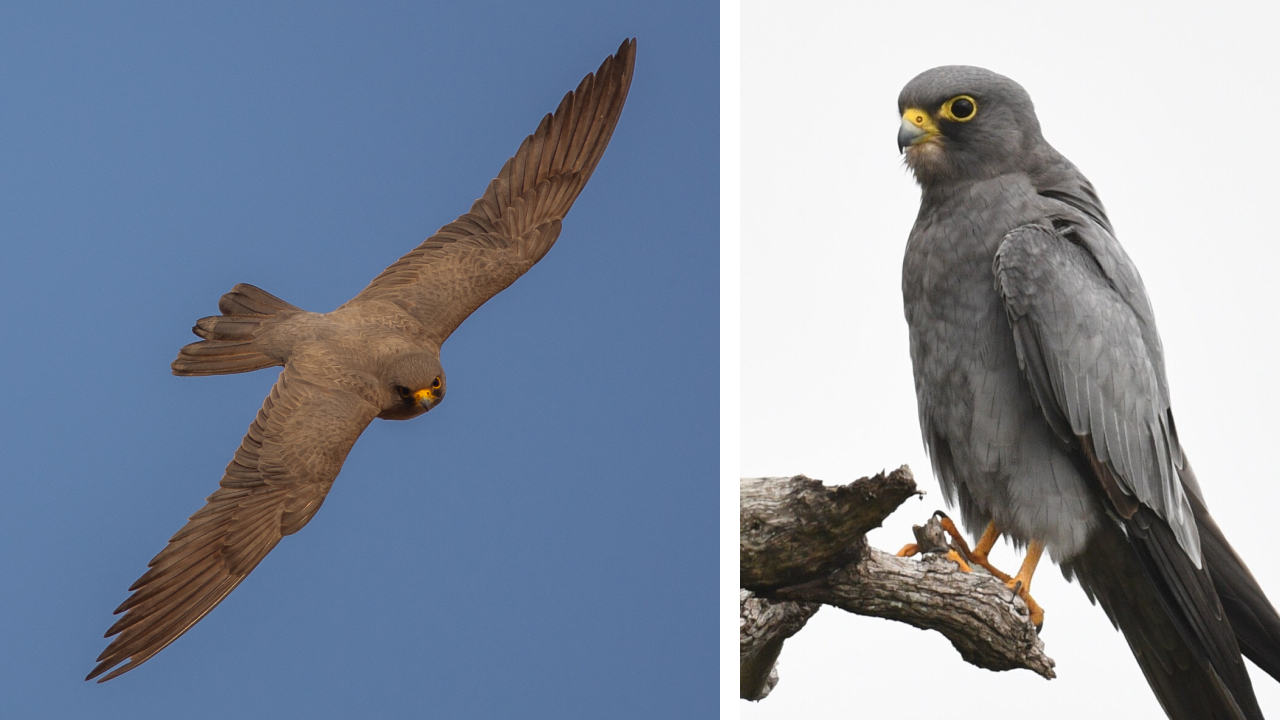Two photos. Left shows a Sooty Falcon in flight. Right shows a Sooty Falcon sitting on a dead tree branch.