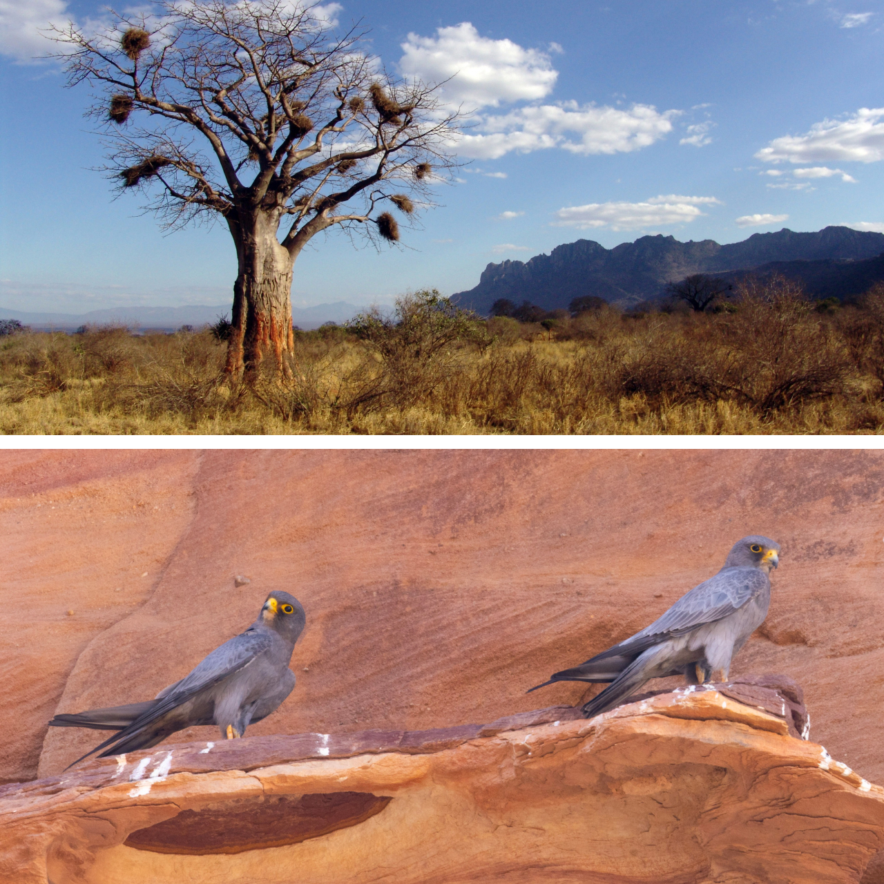 Two photos. Top shows a Madagascar landscape. Bottom shows two Sooty Falcons perched on a red rock cliff ledge.