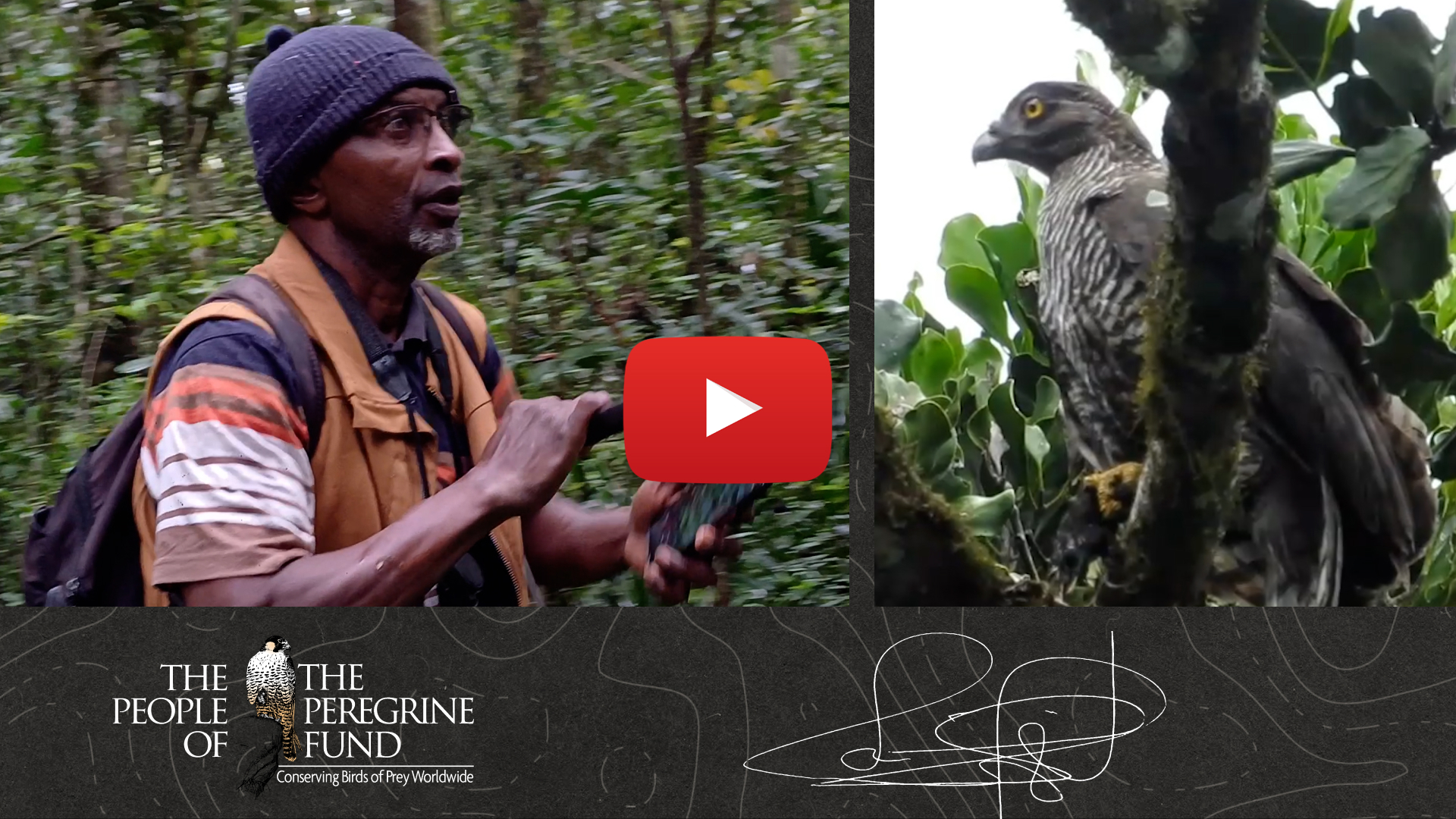 Two photos; left shows The Peregrine Fund's Madagascar Program Bealanana Field Manager Loukman conducting a survey; right shows a Madagascar Serpent-eagle. Overlaid is a video play button and text reading "The People of The Peregrine Fund."