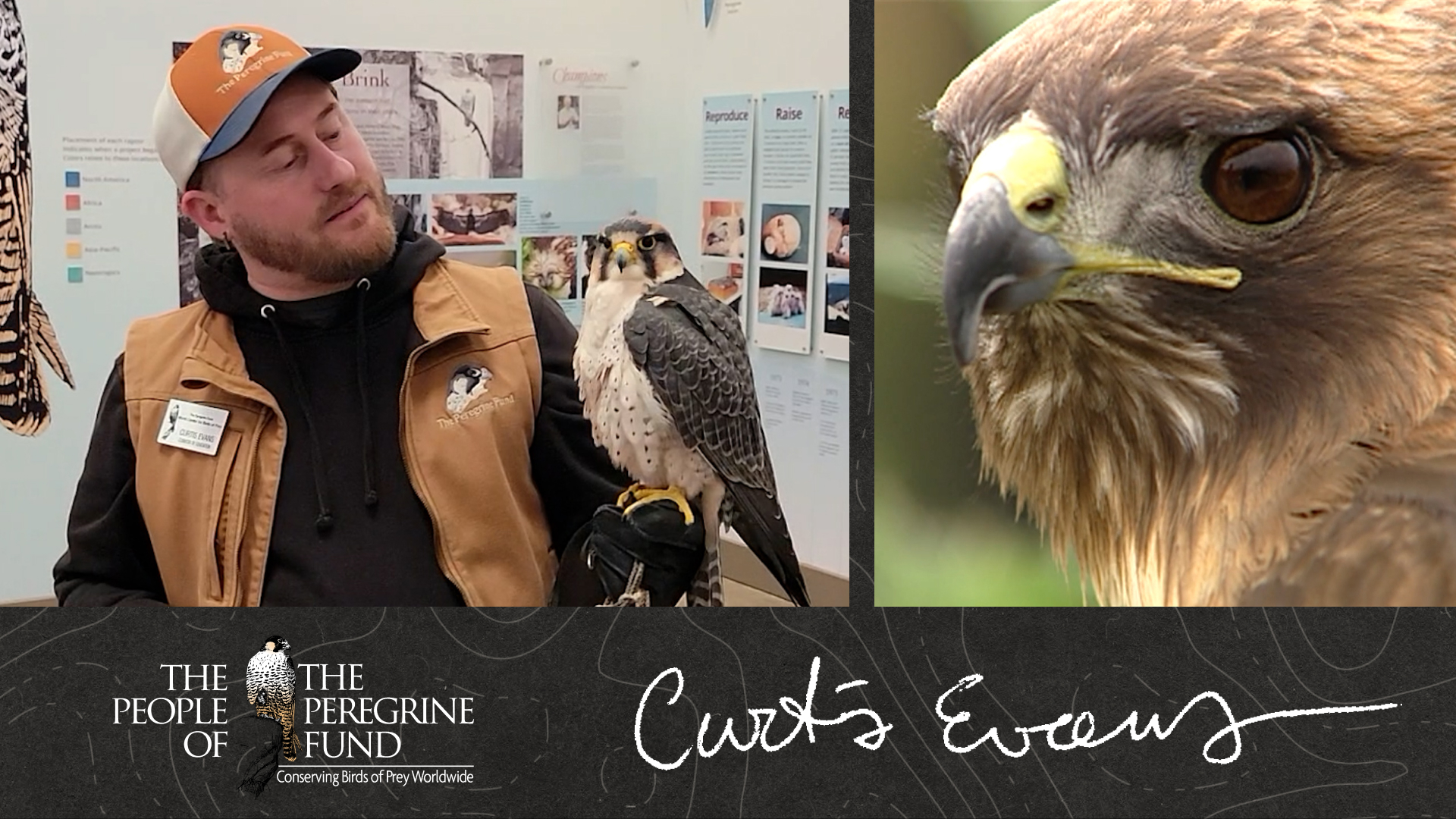 Two photos. Left shows Curtis Evans looking at an ambassador falcon perched on his gloved hand. Right shows a closeup of the face of a hawk. Overlaid are The Peregrine Fund logo and Curtis' signature.