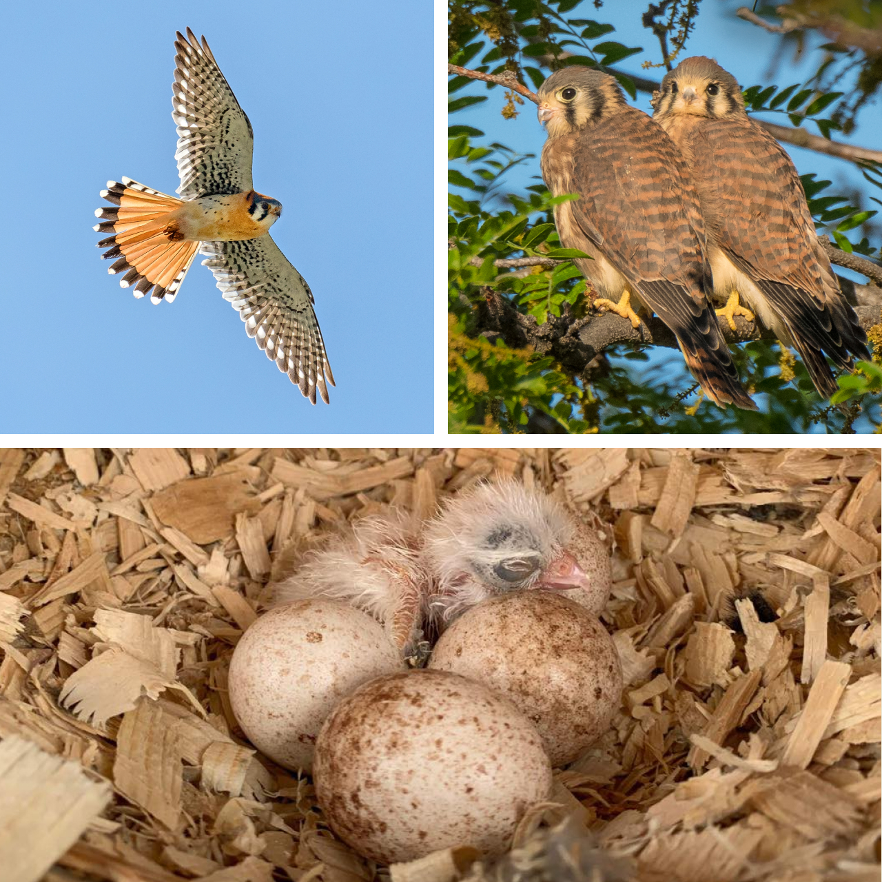 Three images. Top left is a male American Kestrel in flight; top right is two fledgling kestrels perched on a branch; bottom is three kestrel eggs next to a newly hatched kestrel.