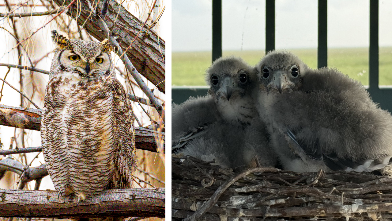 Two photos. Left is a Great Horned Owl perched in a small tree. Right is two Aplomado Falcon nestlings in an artificial nest structure.