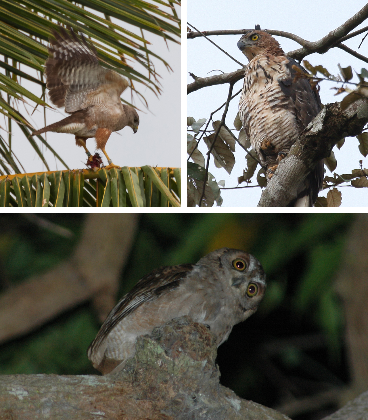 Three photos. Top left is a Ridgway's Hawk using its wings to maintain its balance as it perches on a palm frond. Top right is a Wallace's Hawk-eagle perched in a tree. Bottom is a perched Pemba Scops-owl cocking its head to the side as it looks towards the camera.