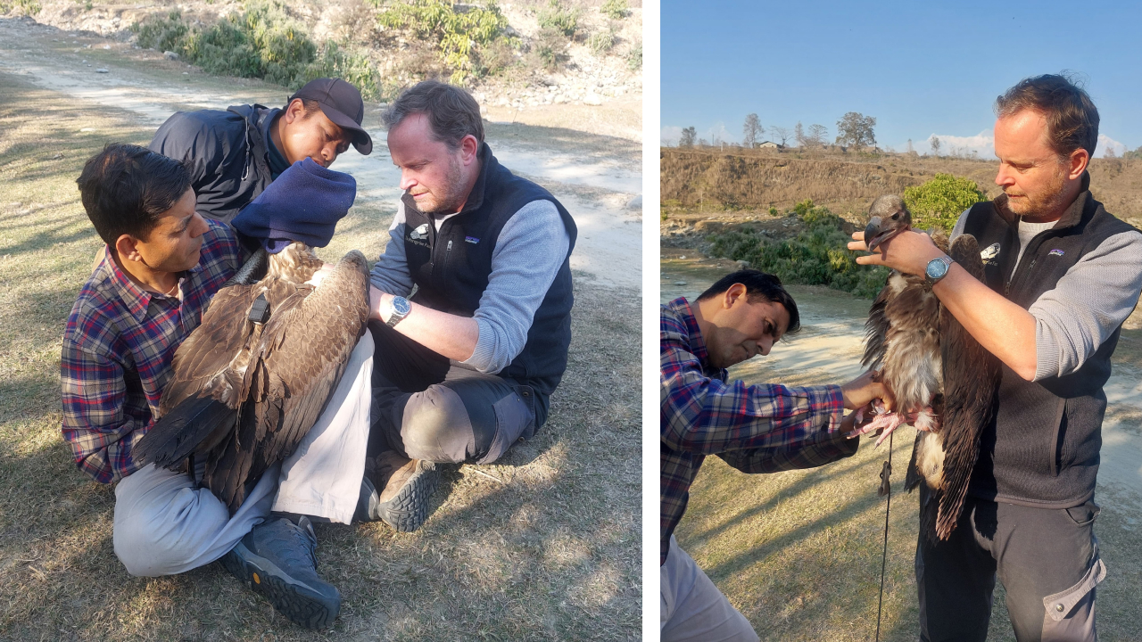Two photos; both show TPF Senior Scientist Dr. Ralph Buij and our collaborator Dr. Tulsi Subedi placing a GPS transmitter on a Red-headed Vulture.