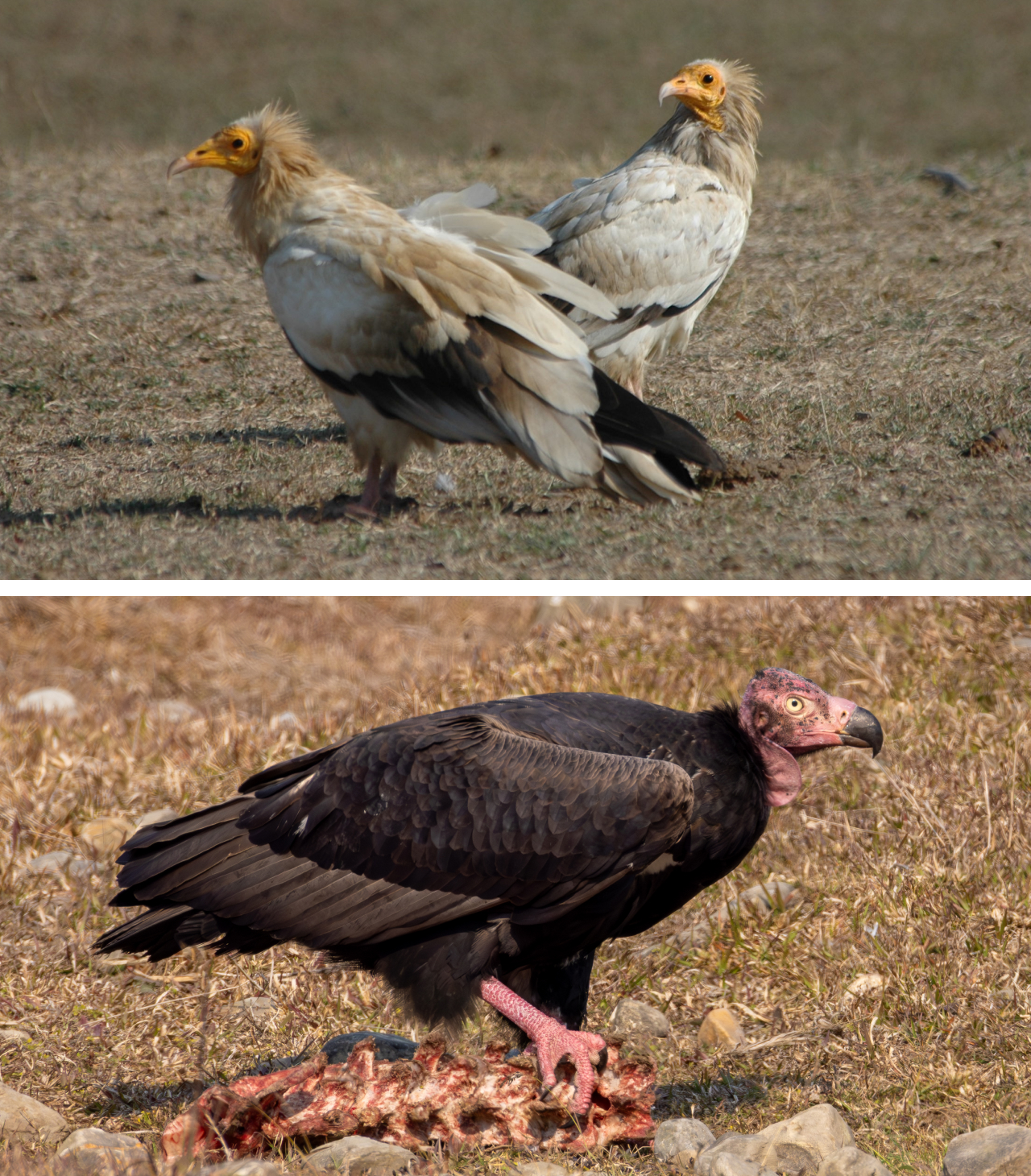 Two photos. Top is two Egyptian Vultures standing on the ground. Bottom is a Red-headed Vulture on the ground holding a section of largely picked-clean vertebrae in its foot.