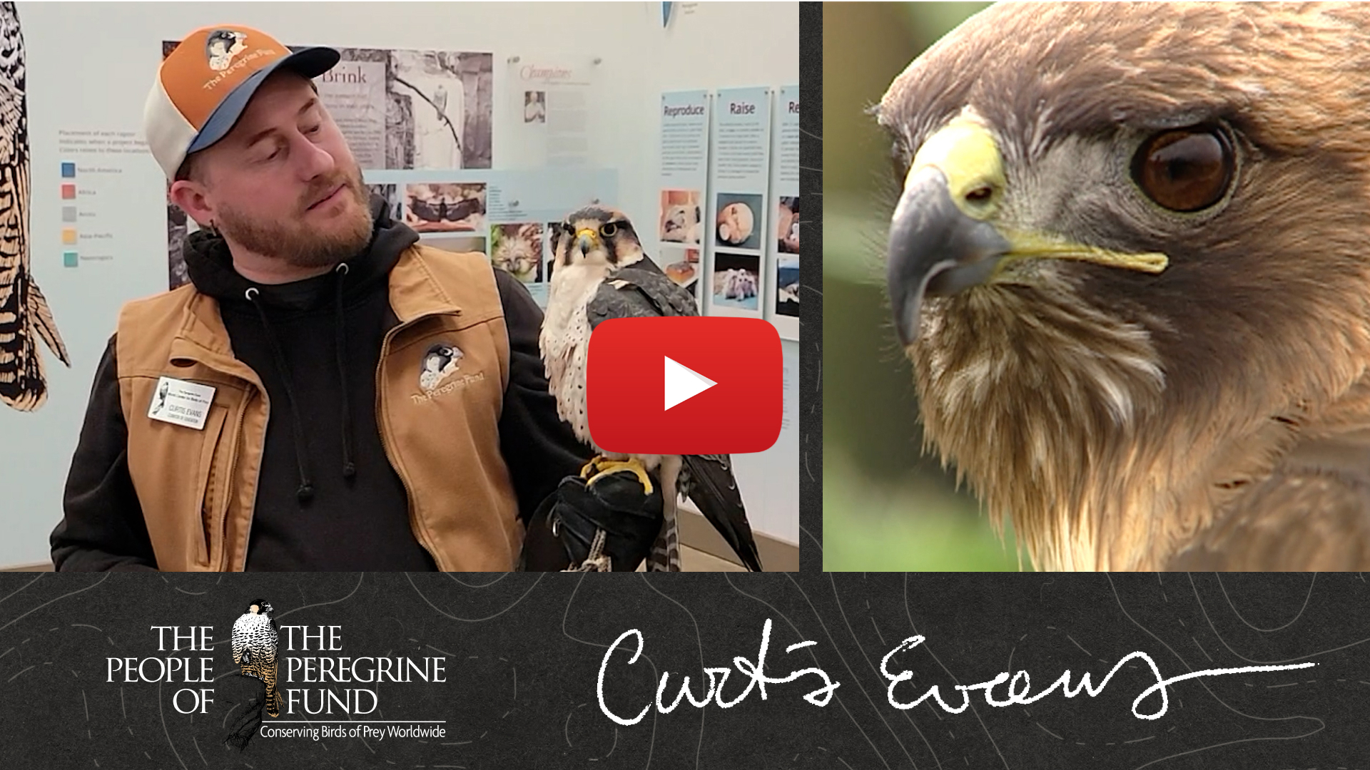 Two photos. Left is Curtis Evans looking at an avian ambassador falcon on his glove. Right is a closeup of the head of a hawk. Overlaid are Curtis' signature, The Peregrine Fund logo, and a video play button.