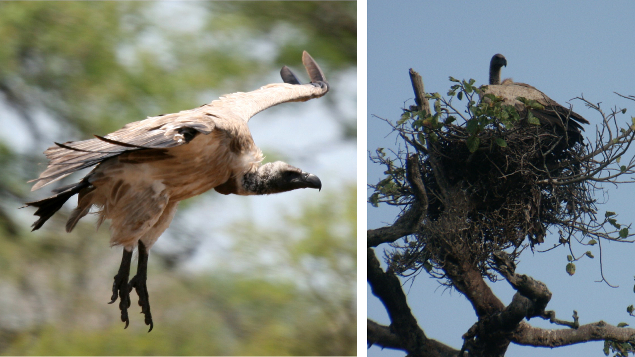 Two photos. Left is a White-backed Vulture in flight. Right is one perched on a nest.