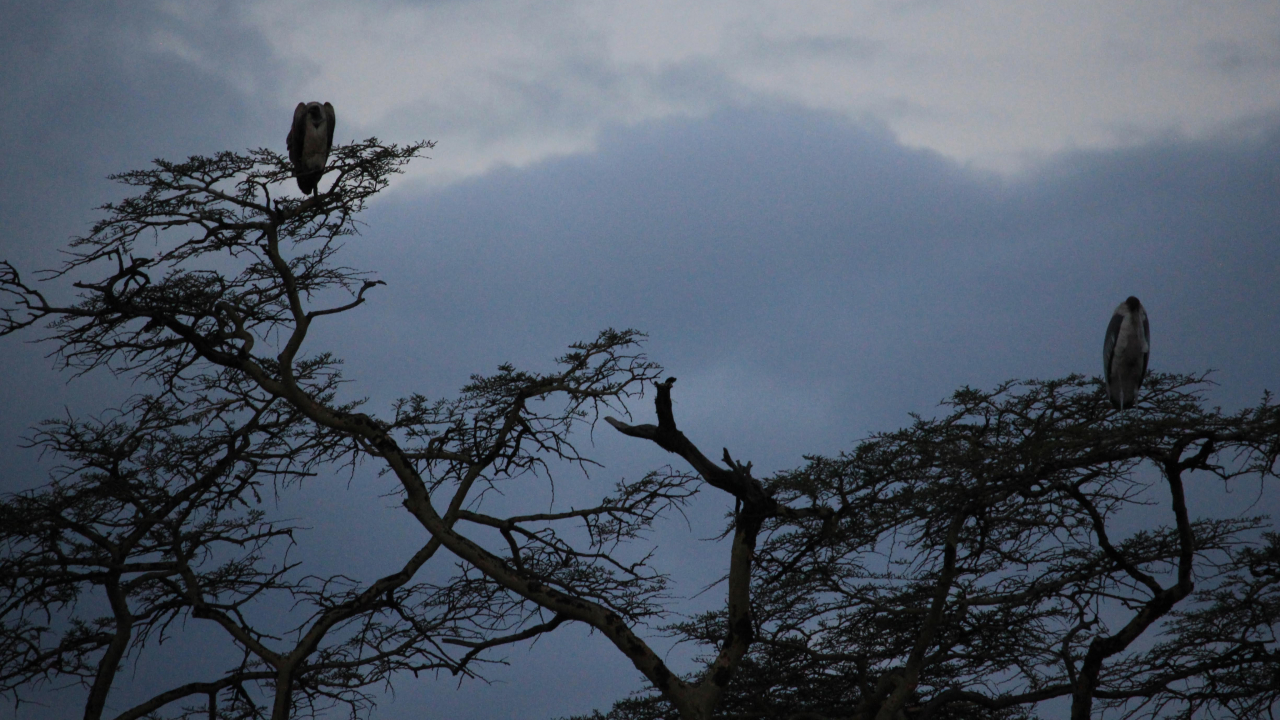 Two birds perched in the top of a tree and silhouetted by a darkened evening sky.
