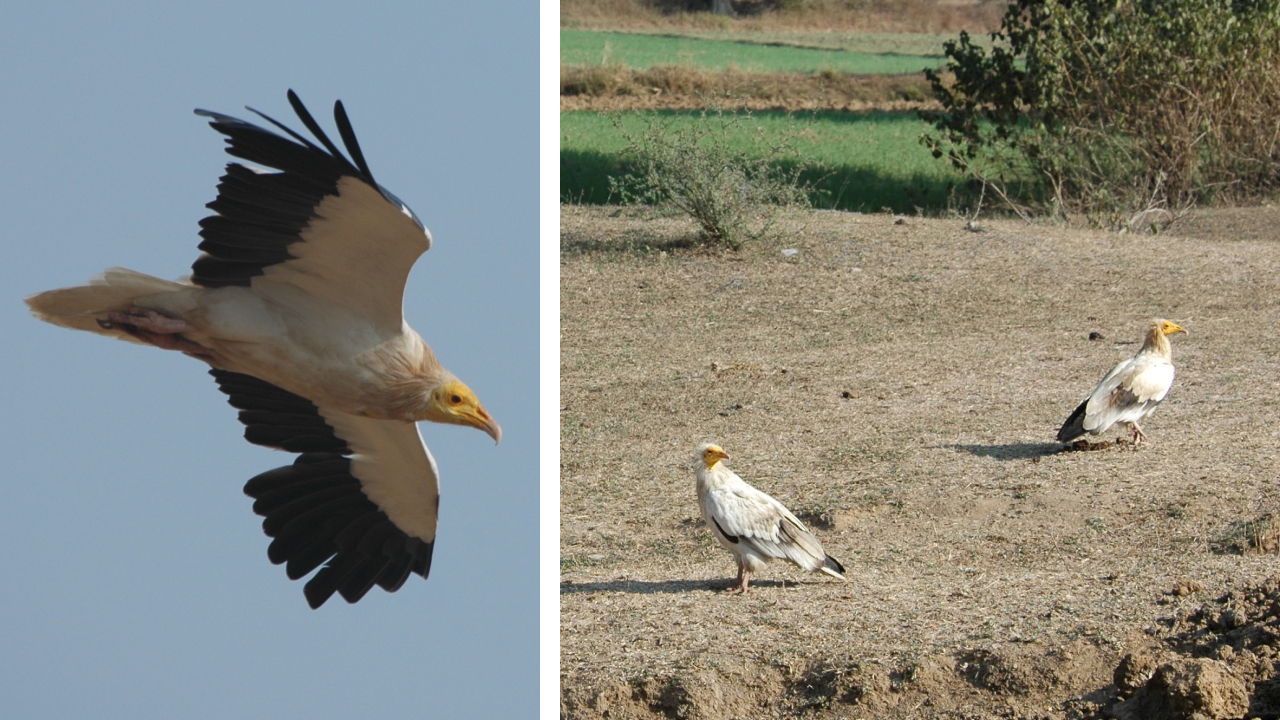 Two photos. Left shows a flying Egyptian Vulture with gaps in its wings where feathers are being molted. Right shows two Egyptian Vultures standing in an open field.