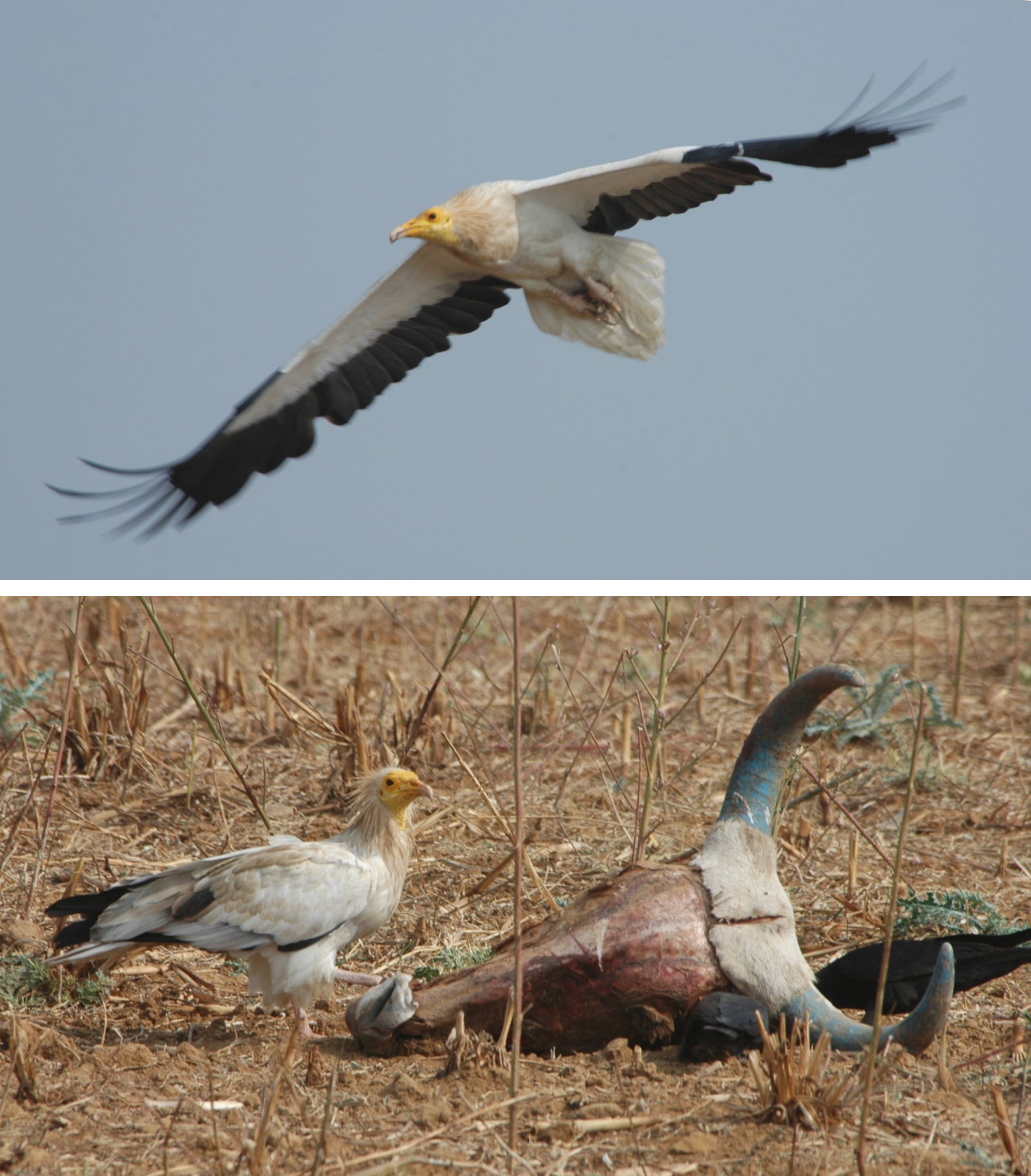 Two photos. Top shows a currently-molting Egyptian Vulture in flight. Bottom shows an Egyptian Vulture foraging on the skull of a cow.