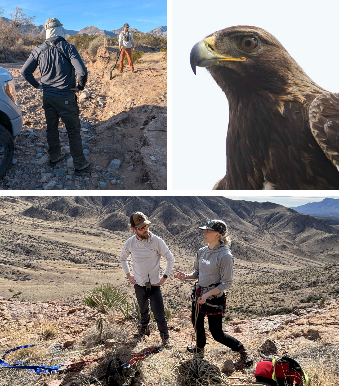 Three photos. Top left is two biologists on a dirt road during a survey. Top right is a closeup of the face of a Golden Eagle. Bottom is biologist Kara Beer discussing a climbing technique with Tom Hudson.