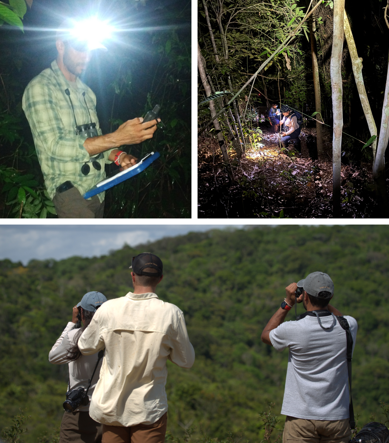 Three photos. Top two show biologists at night collecting data during surveys. Bottom shows three biologists using binoculars to look at distant forest.