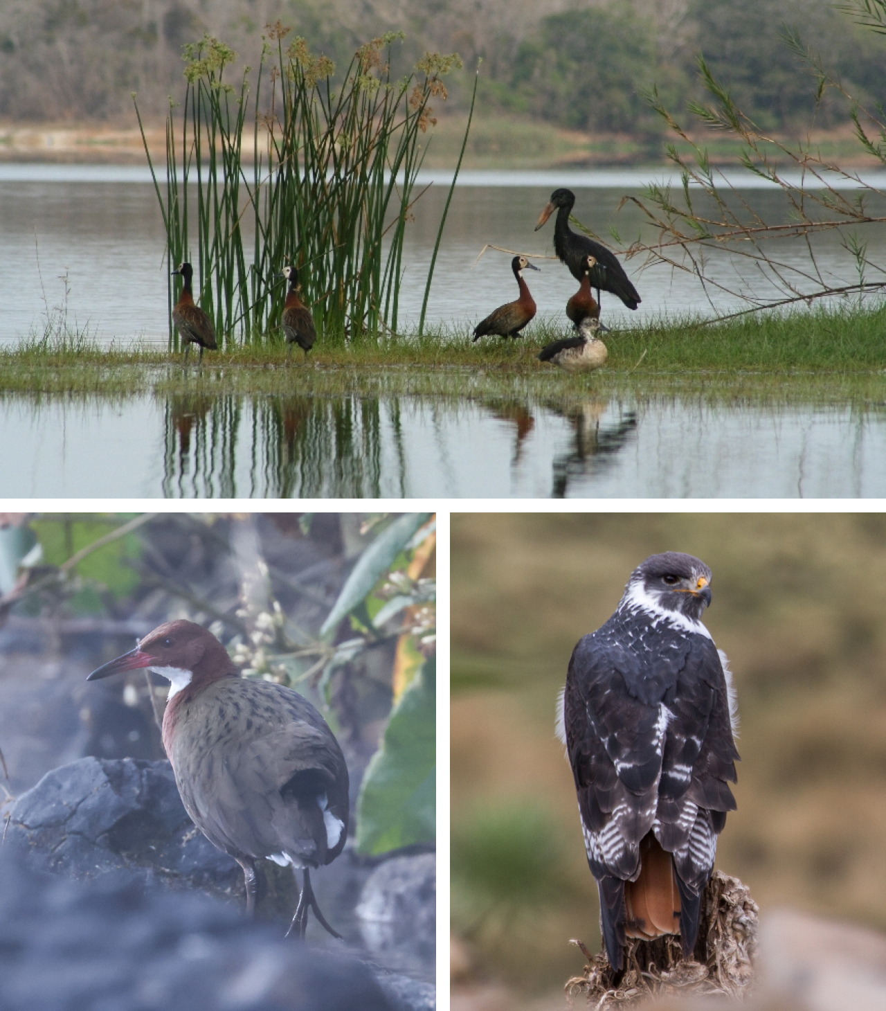 Three photos. Top is an African Openbill and several waterfowl on the edge of a pond. Bottom left is a White-throated Rail. Bottom right is an Augur Buzzard.