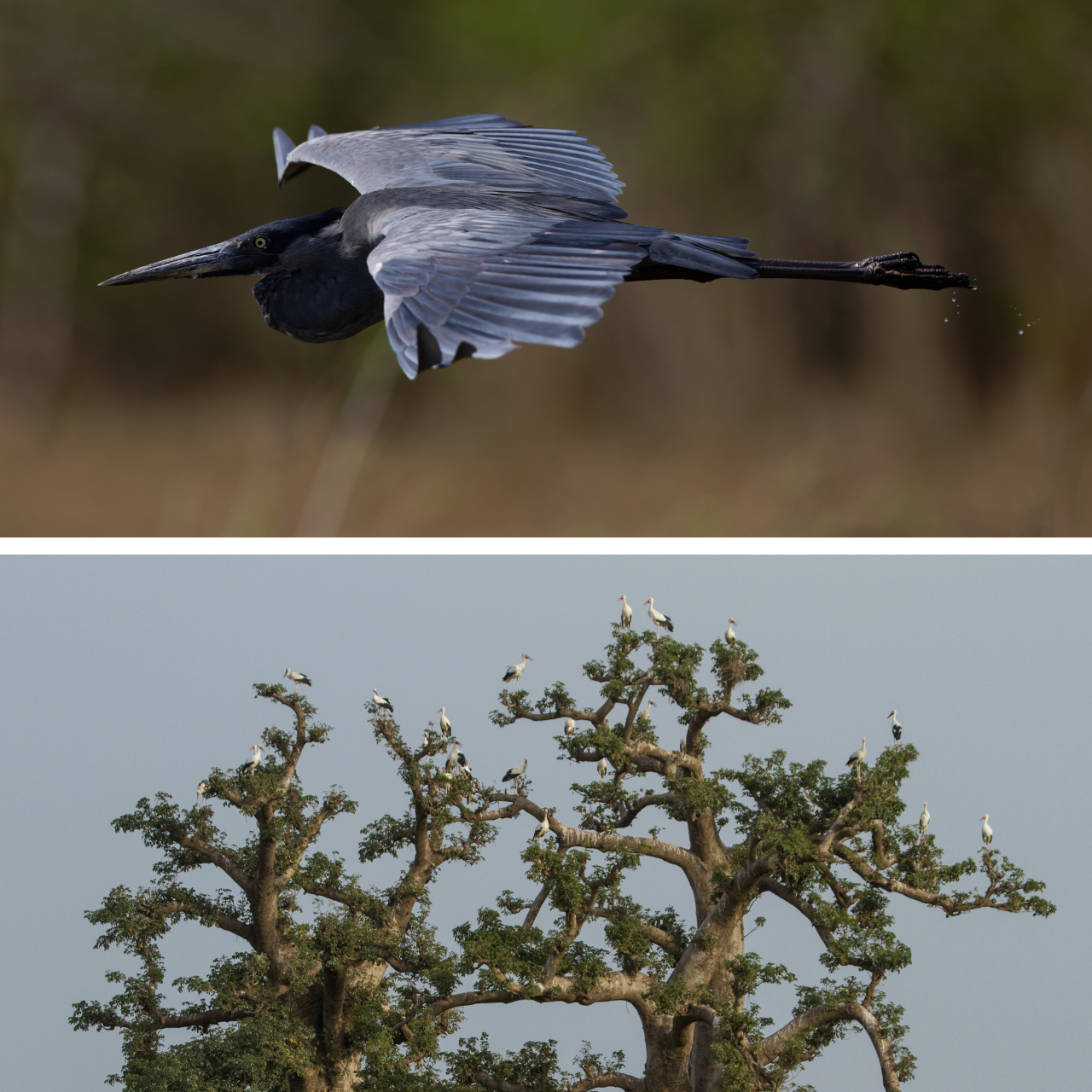 Two photos. Top is a Madagascar Heron in flight. Bottom is a flock of White Storks roosting in the tops of a pair of isolated trees.
