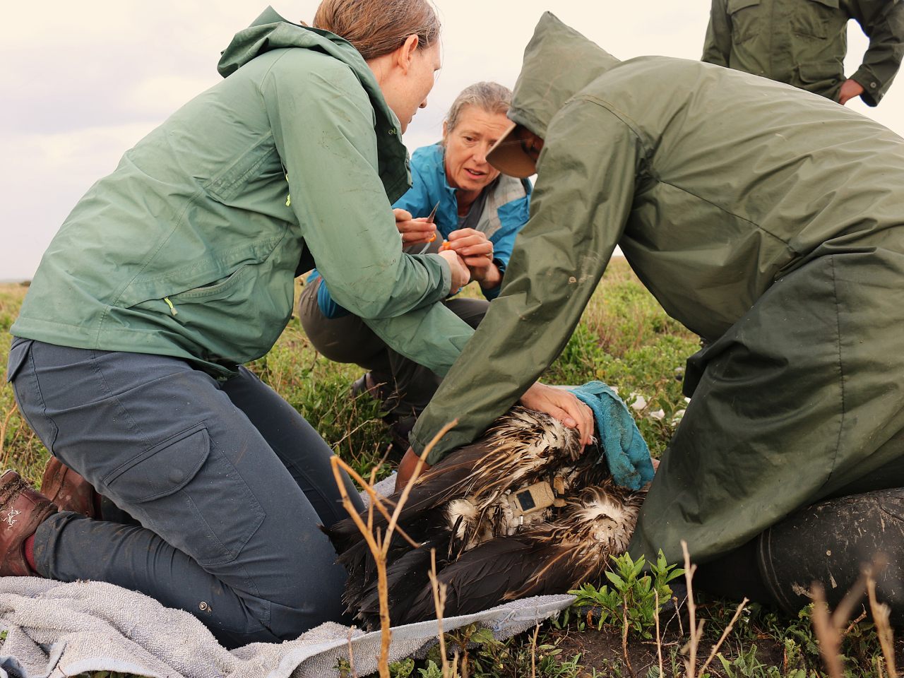 Members of our Southern Africa Program placing a transmitter on a captured vulture.