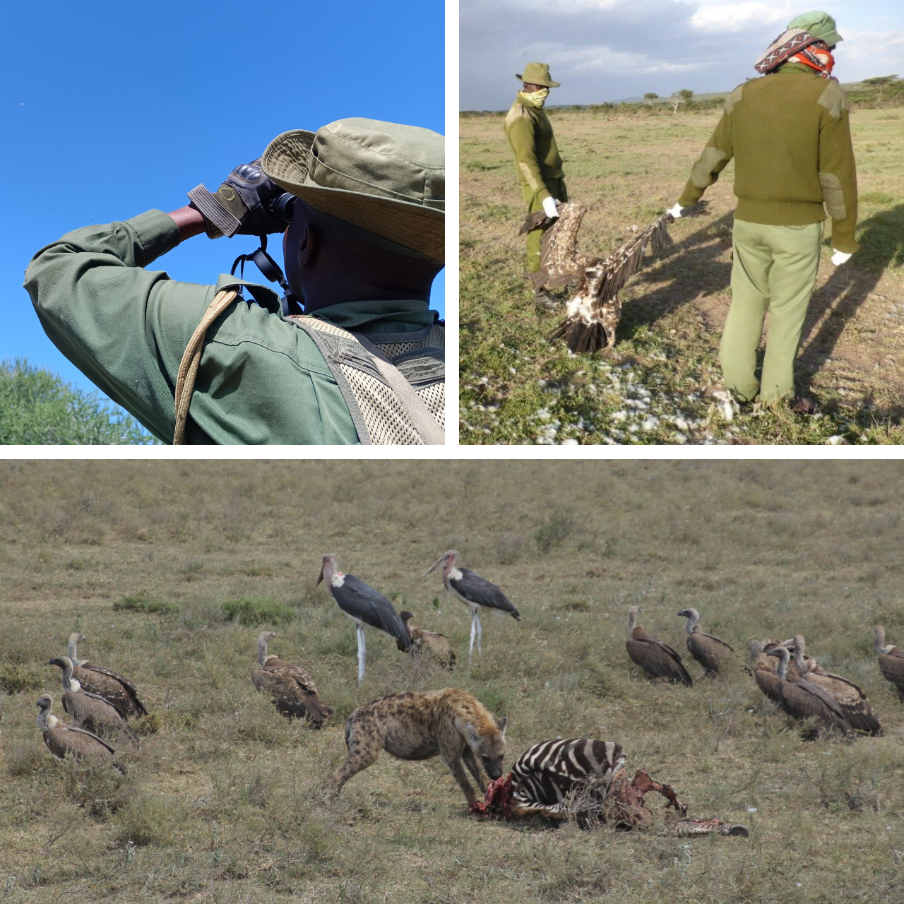 Three photos. Top left shows a park ranger looking at a distant flying vulture through binoculars. Top right shows two biologists recovering the body of a poisoned vulture. Bottom shows several vultures and Marabou Storks waiting around a hyena feeding on a dead zebra.