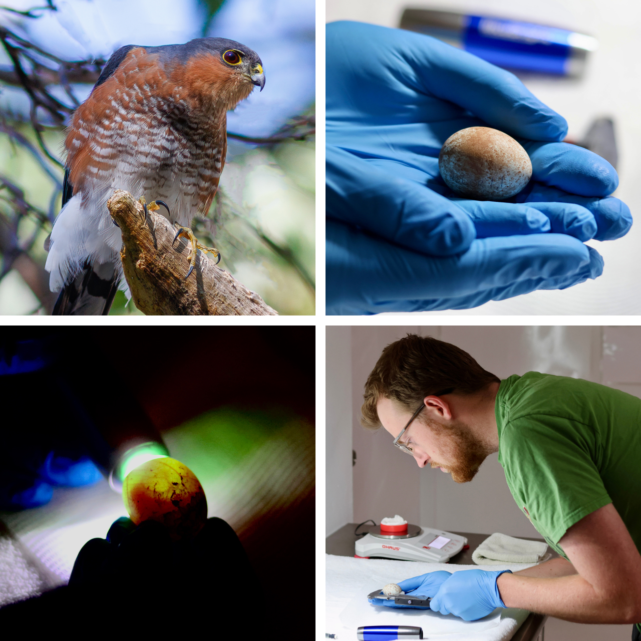 Four photos. Top left is a Puerto Rican Sharp-shinned Hawk perched on a branch. Top right is a Puerto Rican Sharp-shinned Hawk egg held in the gloved hands of one of our propagation specialists. Bottom left is the same egg being candled. Bottom right is one of our propagation specialists measuring the egg to monitor its development.