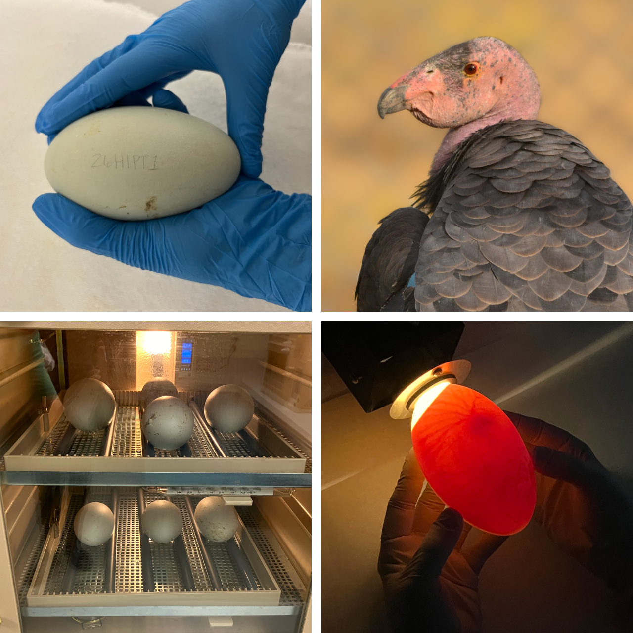 Four photos. Top left is a closeup of the hands of one of our propagation specialists holding a California Condor egg. Top right is one of the adult birds in our breeding flock. Bottom left is condor eggs in an incubator. Bottom right is a condor egg being candled.