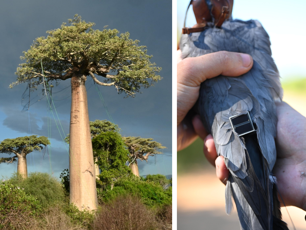 Two photos. Left shows a mist net high in a baobab tree. Right shows a closeup of a transmitter mounted on a Sooty Falcon using a pelvic mount.