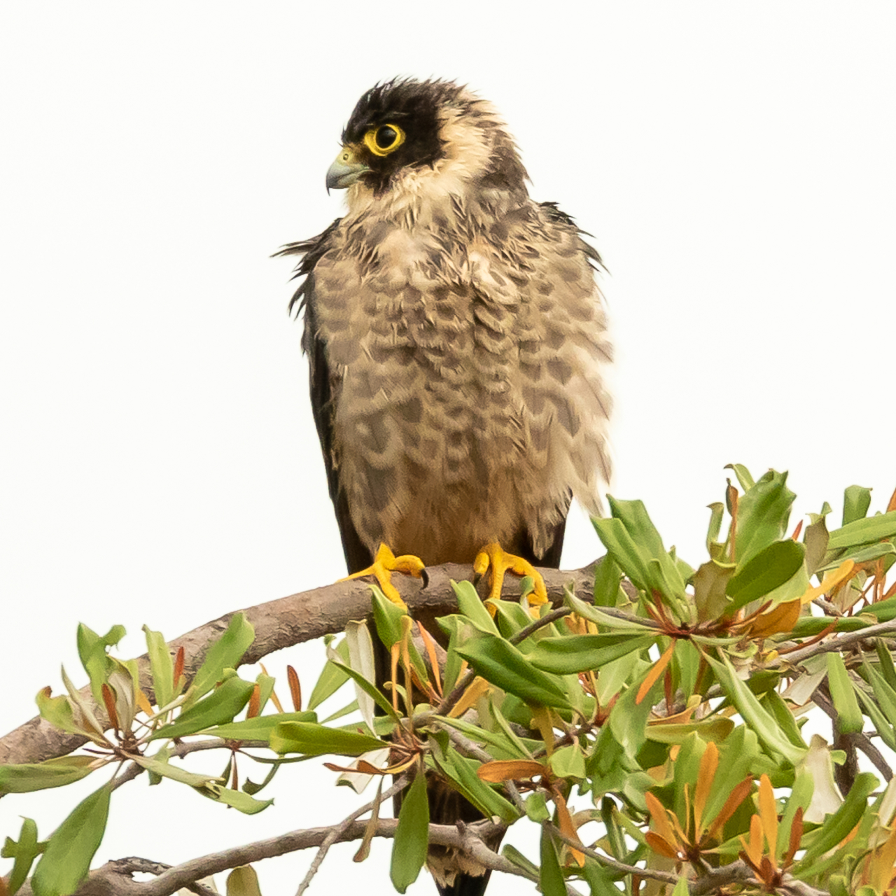 An immature Sooty Falcon perched on a branch.